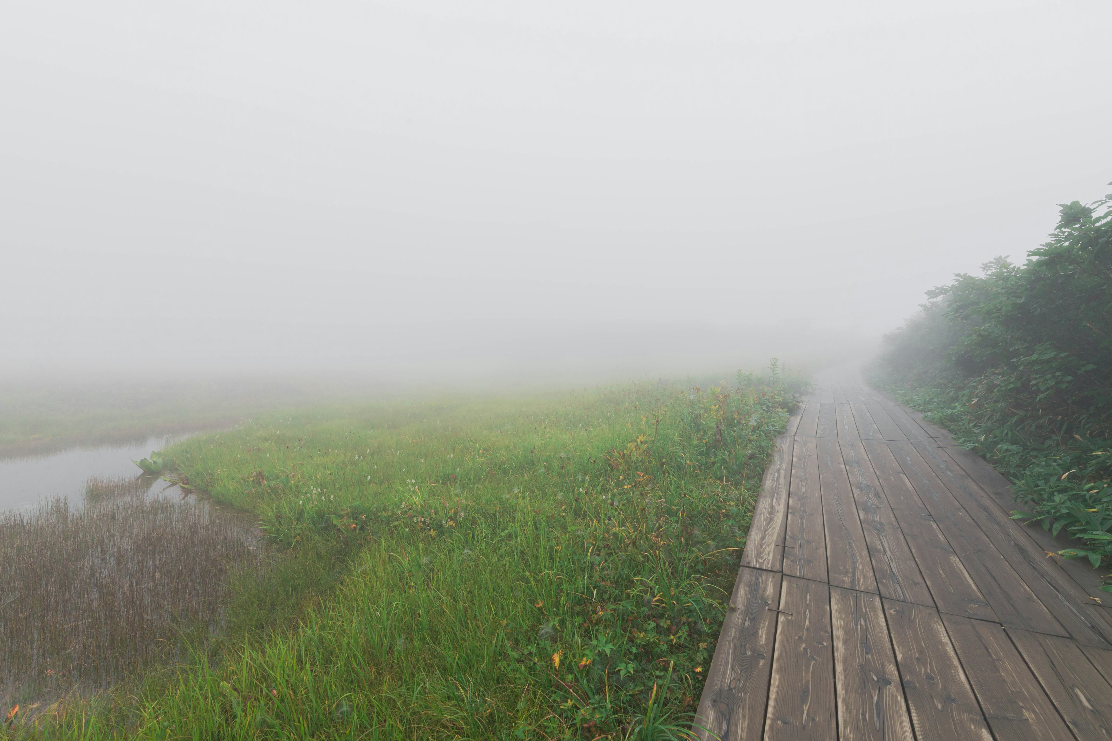 Foggy landscape featuring a grassy area and a wooden walkway