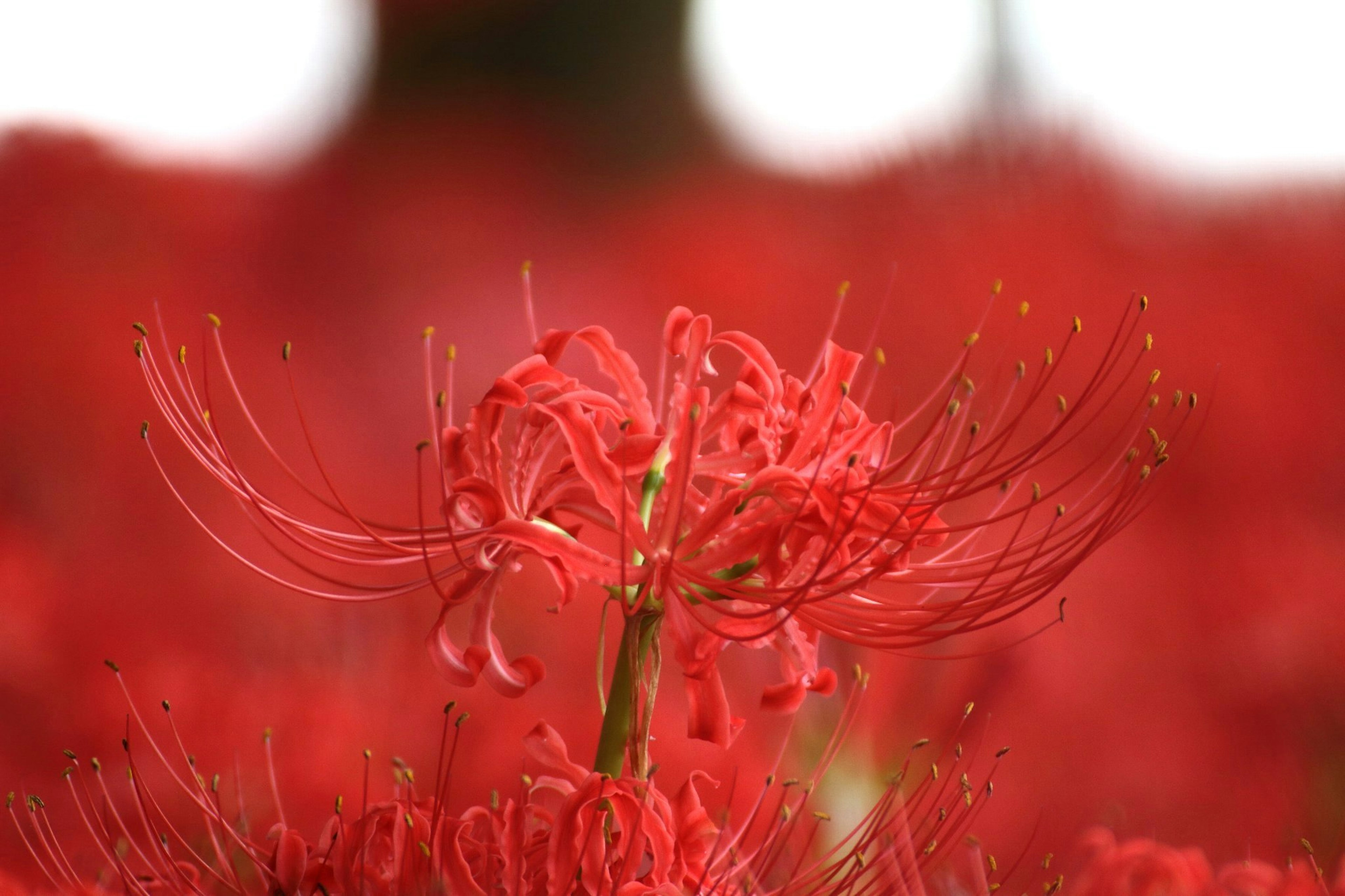 Primo piano di gigli ragno rossi in fiore