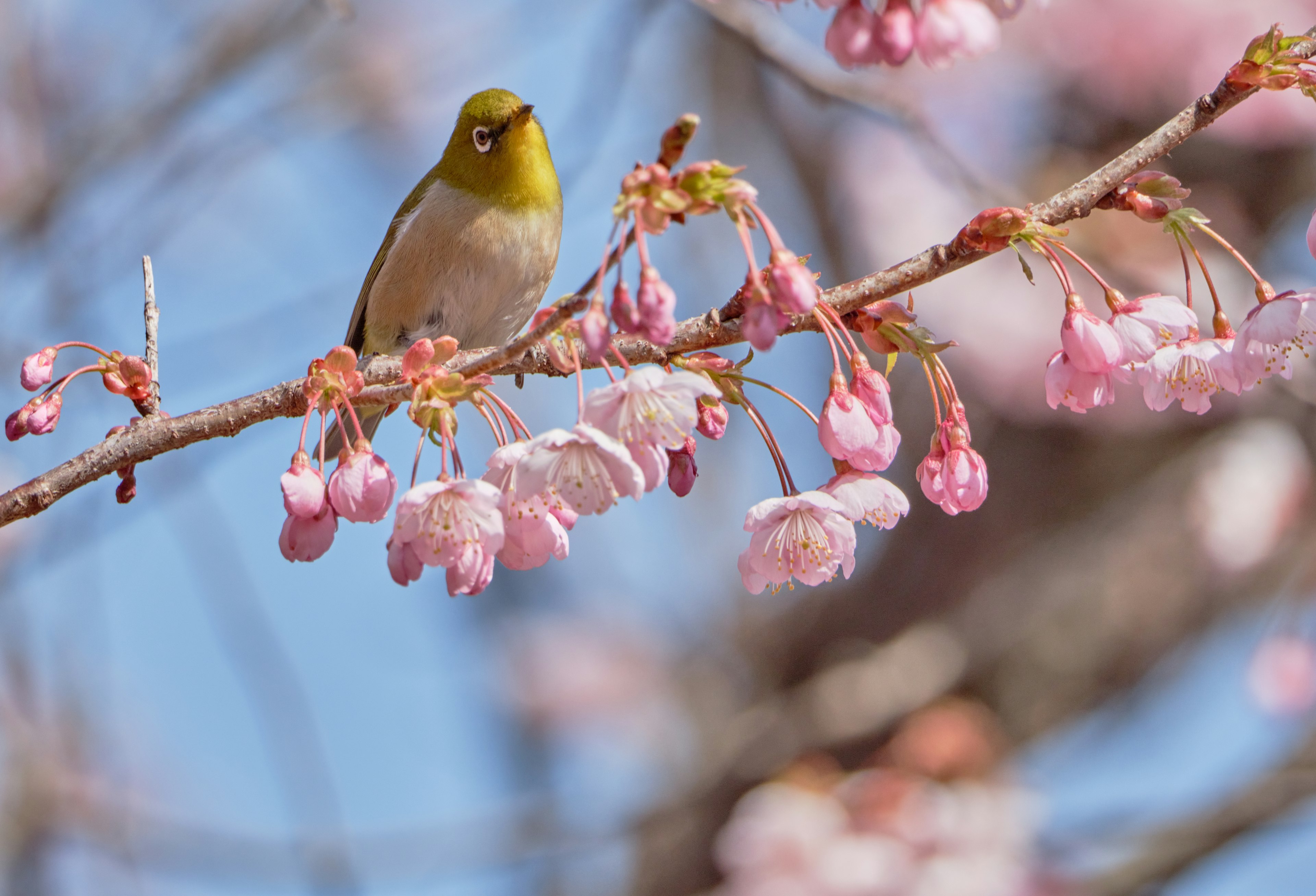 Un piccolo uccello appollaiato su un ramo di fiori di ciliegio