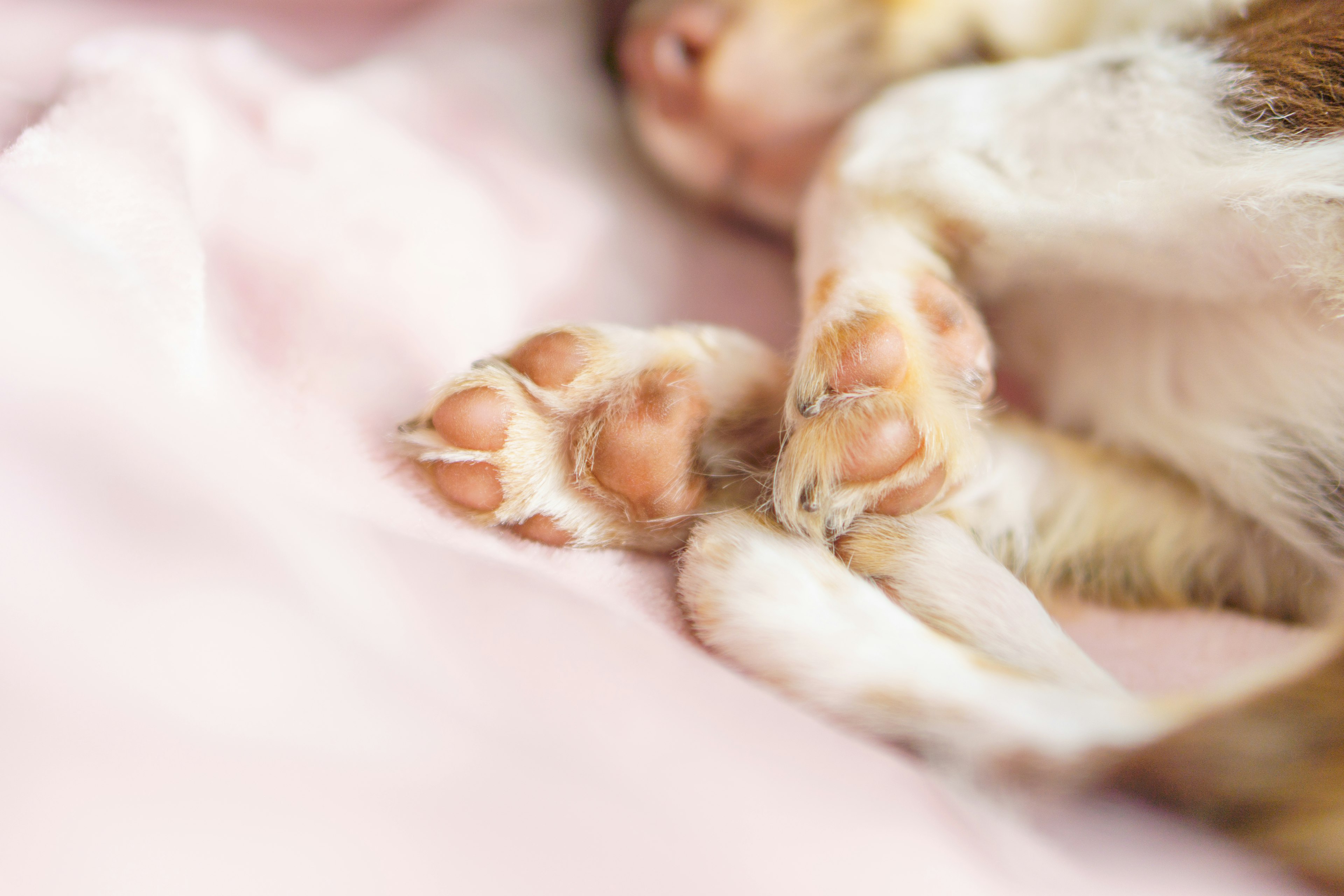 Close-up of a dog's paws resting on a pink blanket