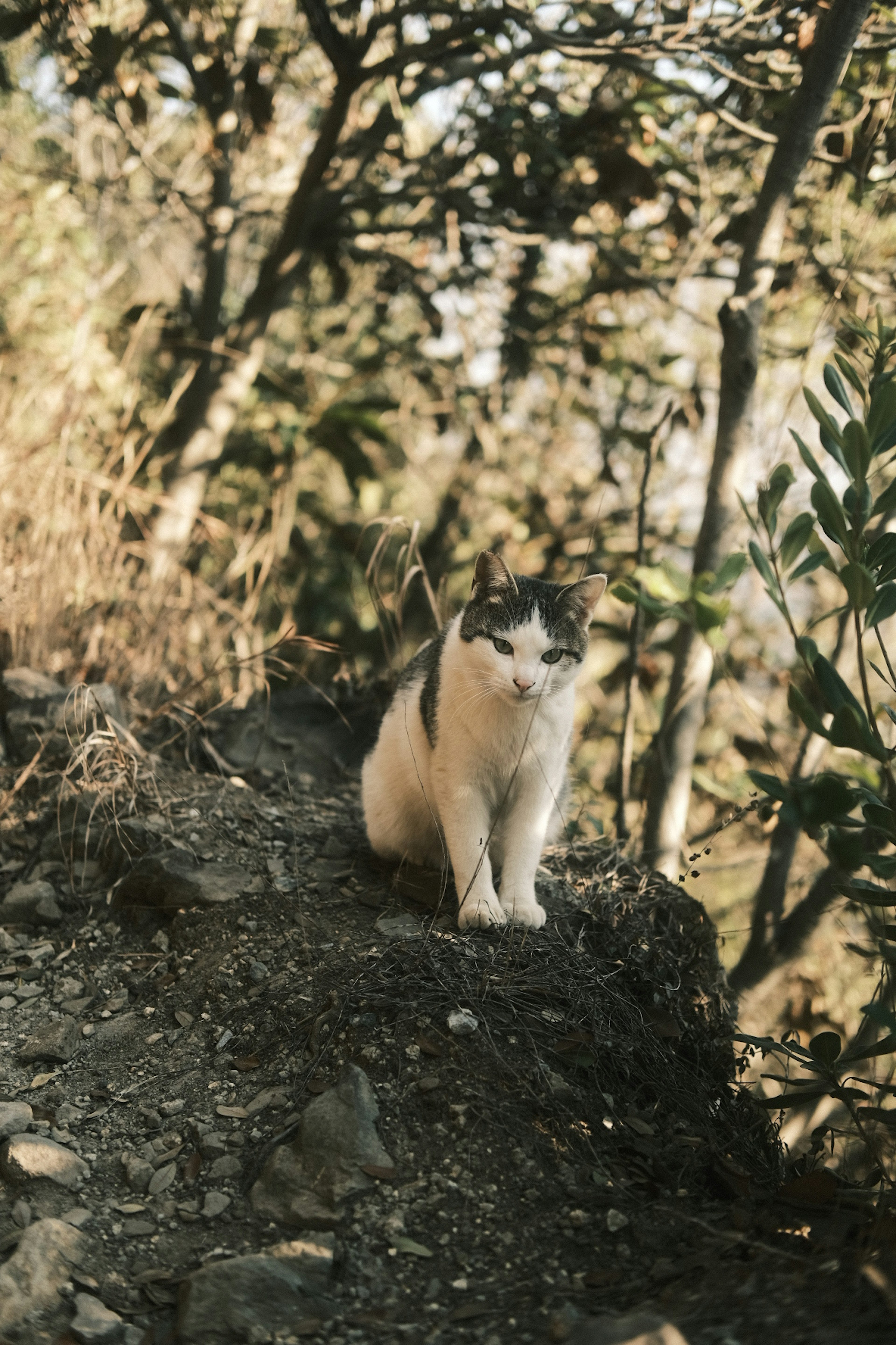 Eine Katze sitzt am Rand eines Weges, umgeben von Grün