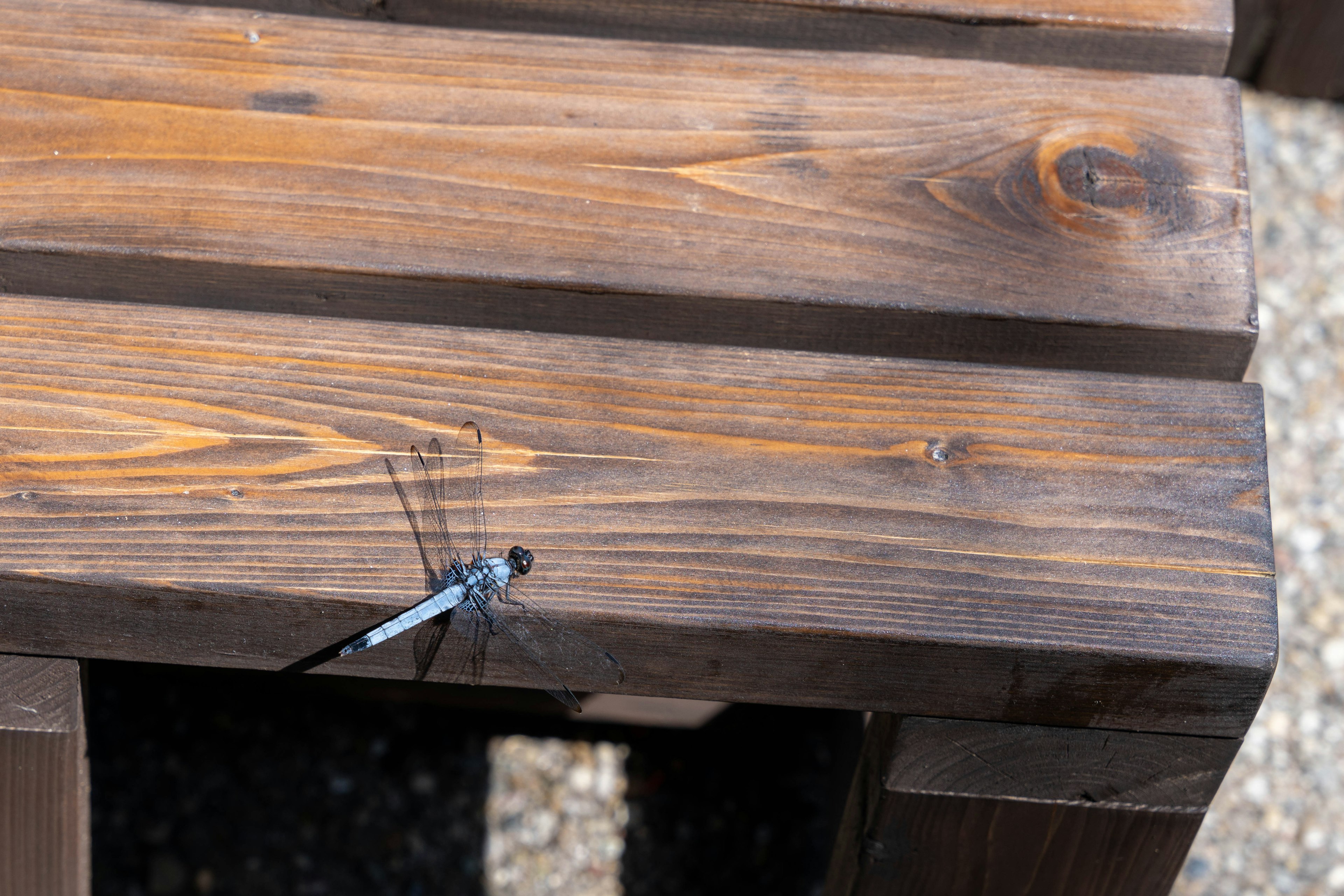 Eine blaue Libelle ruht auf einem braunen Holztisch