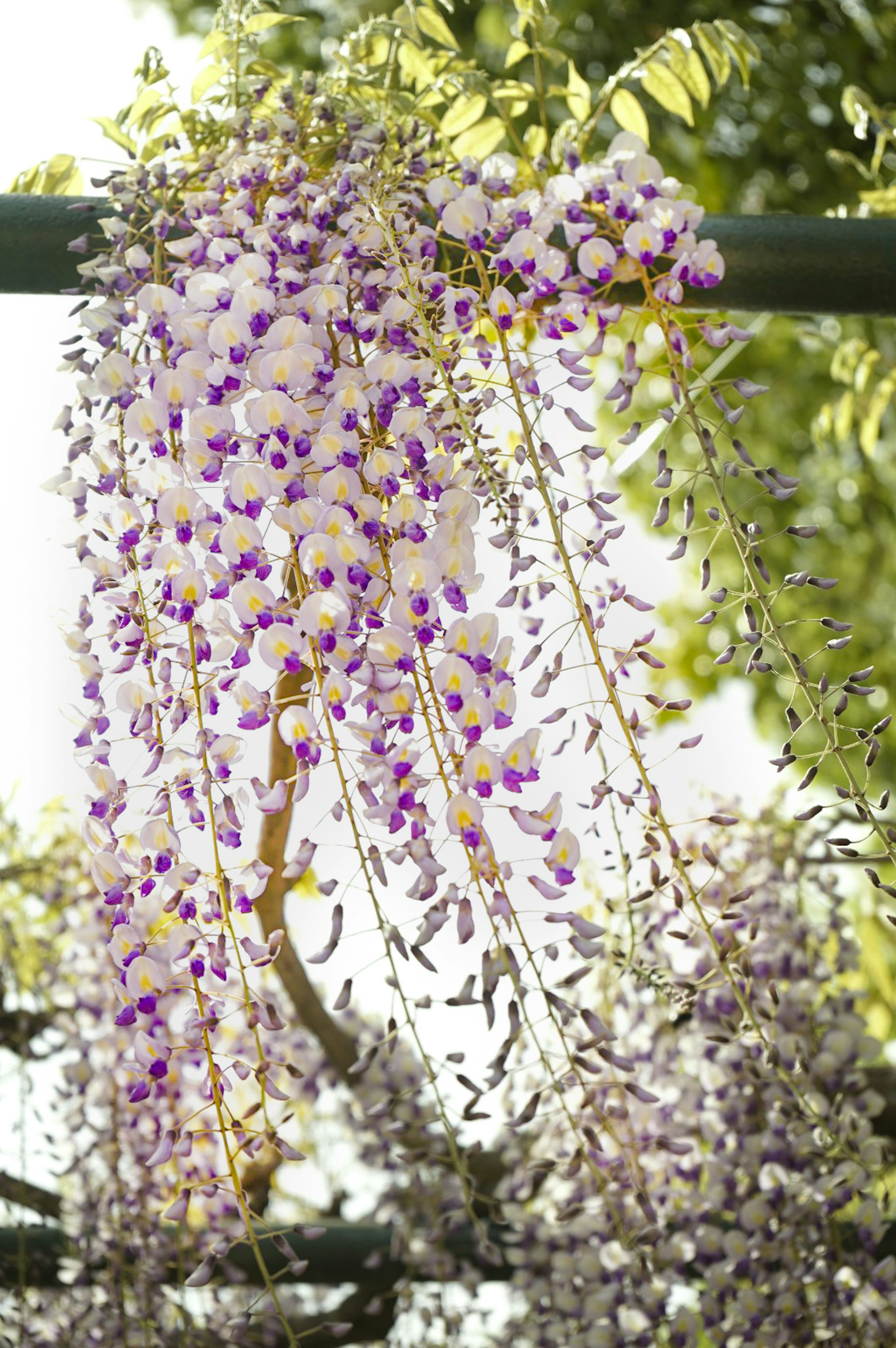 紫と白の花を持つ藤の花が垂れ下がっている