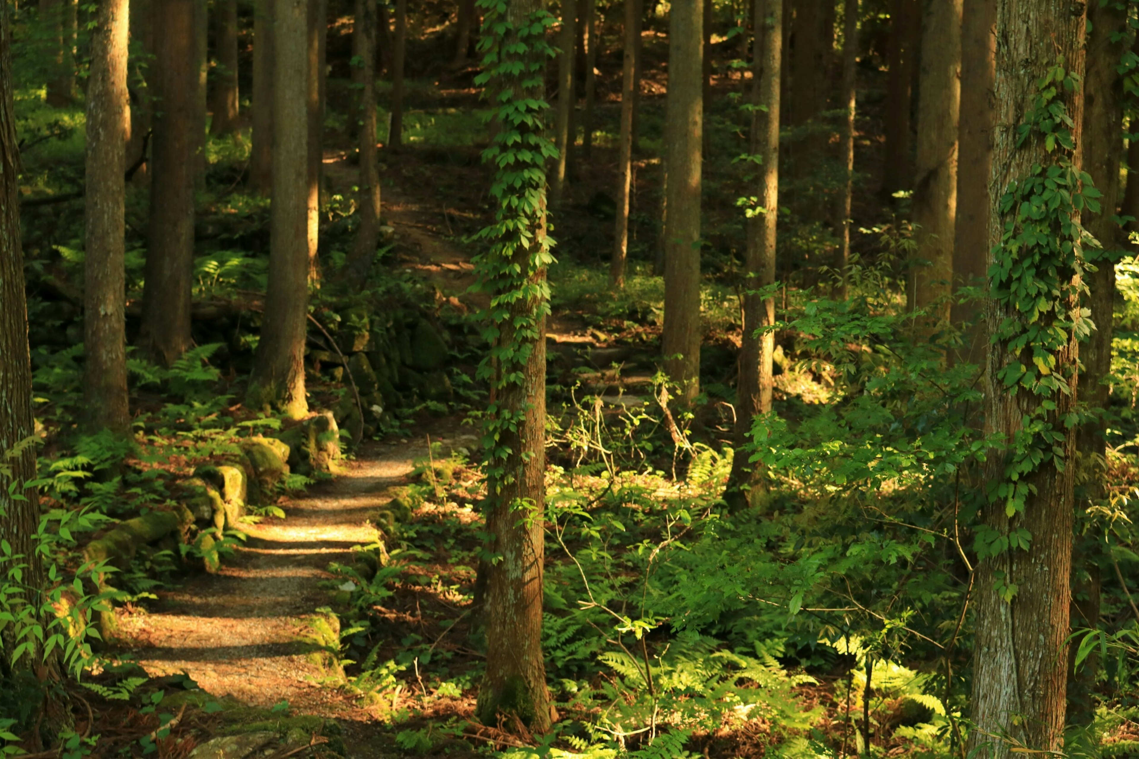 Sentiero attraverso una foresta verdeggiante con alberi alti