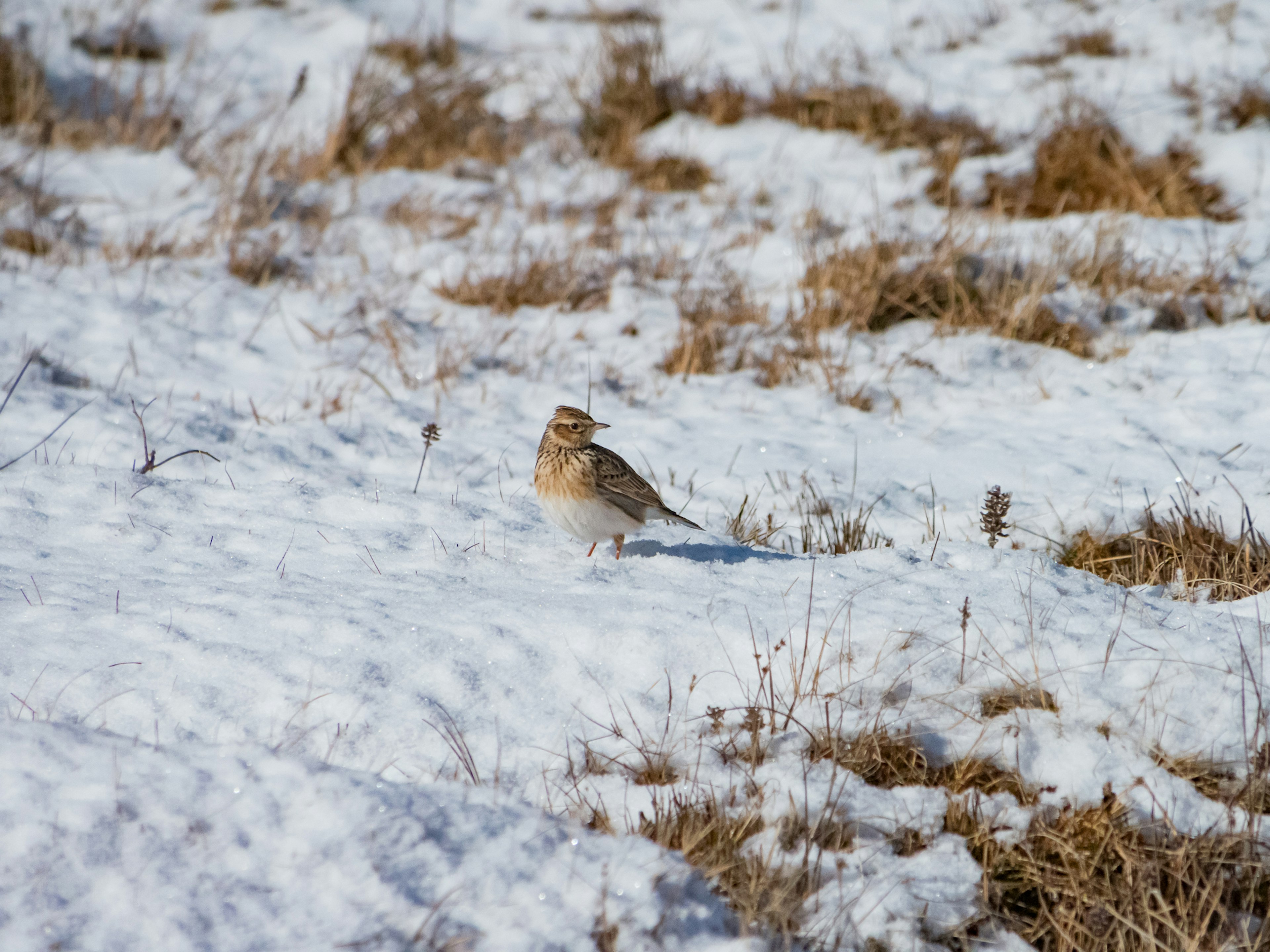 Un piccolo uccello visibile in un paesaggio innevato