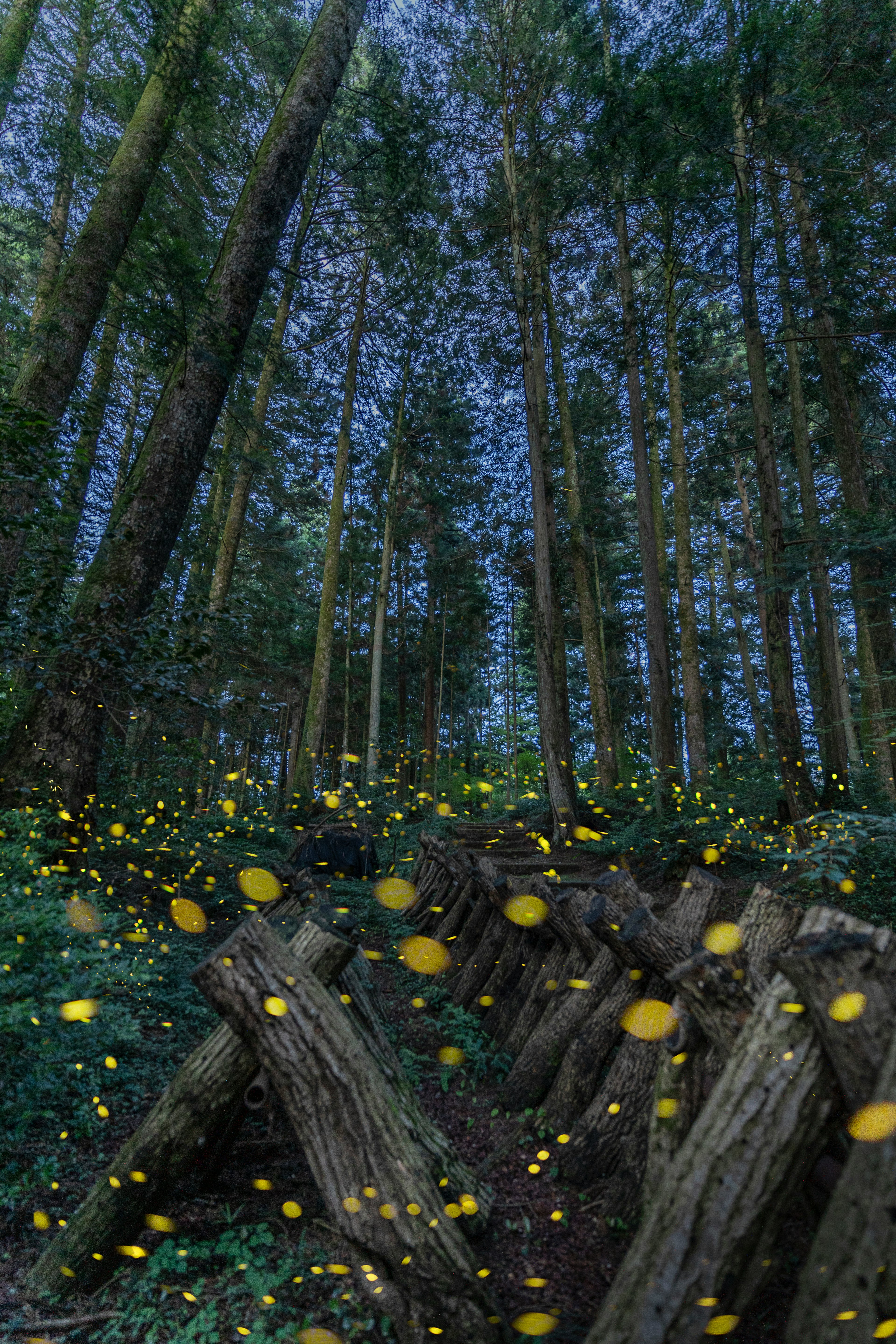 森の中で光るホタルと緑の植物が広がる風景