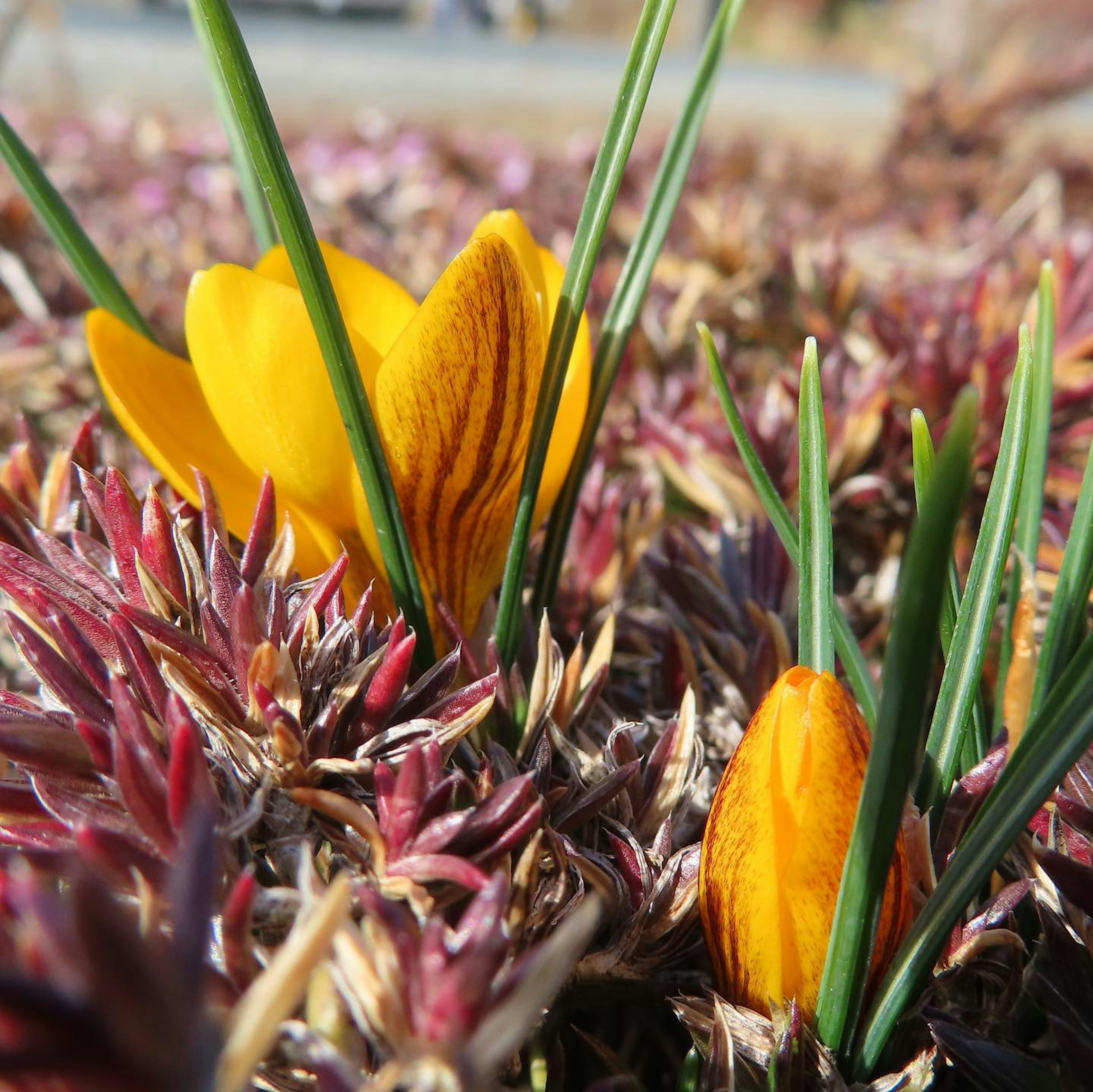 Vibrant yellow crocuses emerging from purple foliage