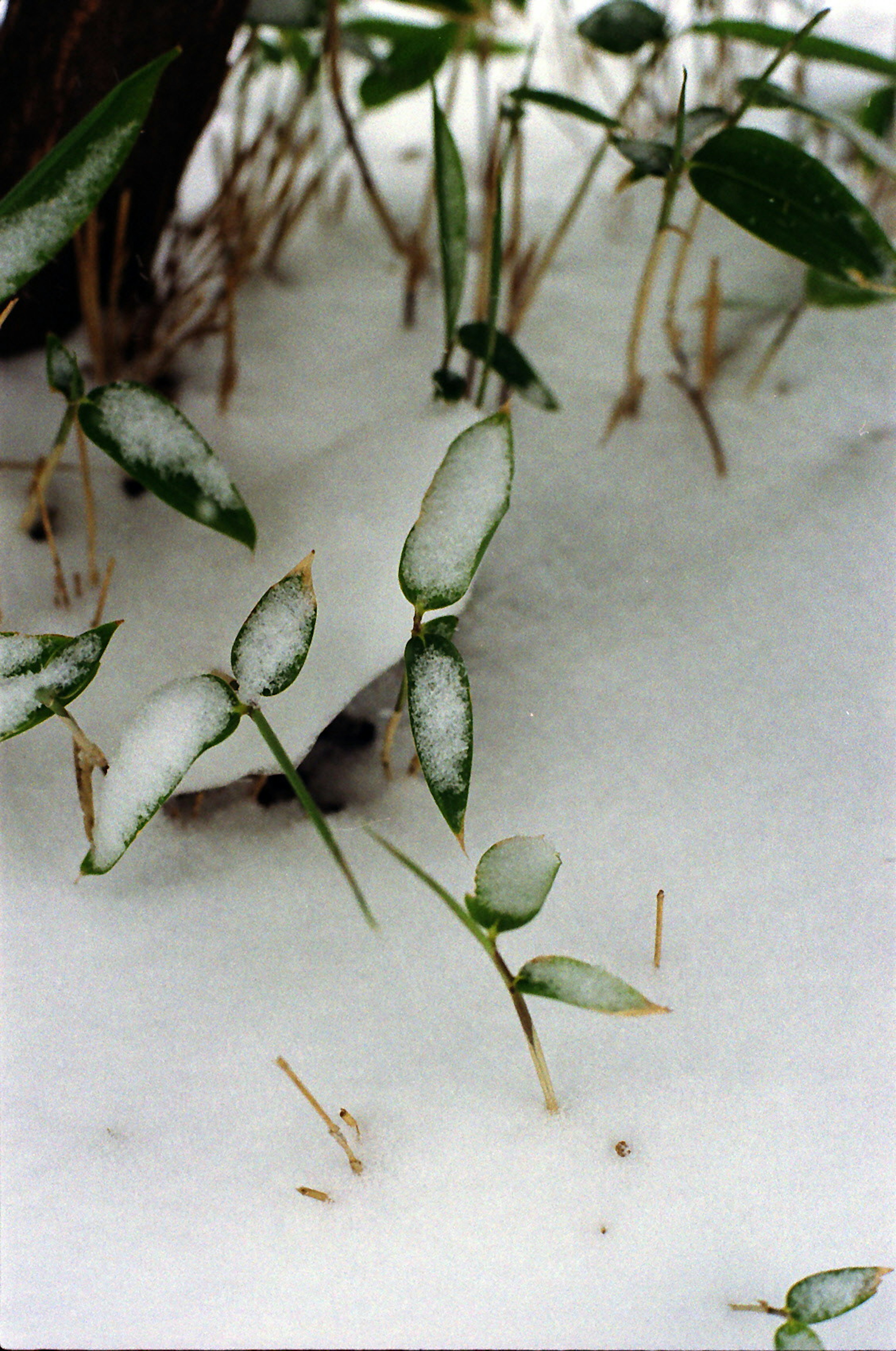 Plantes avec des feuilles vertes recouvertes de neige