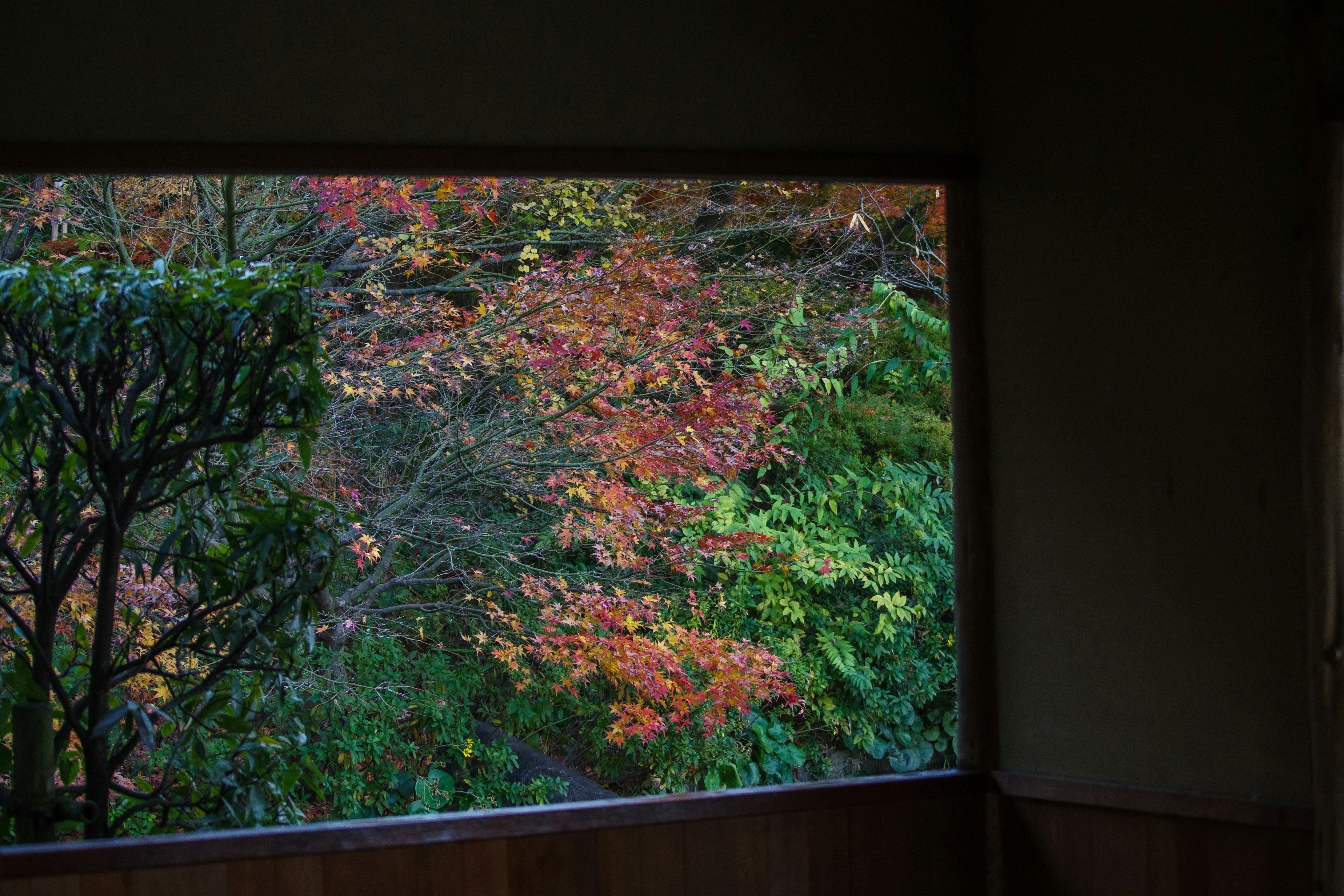 窓から見える秋の紅葉の風景と緑の葉