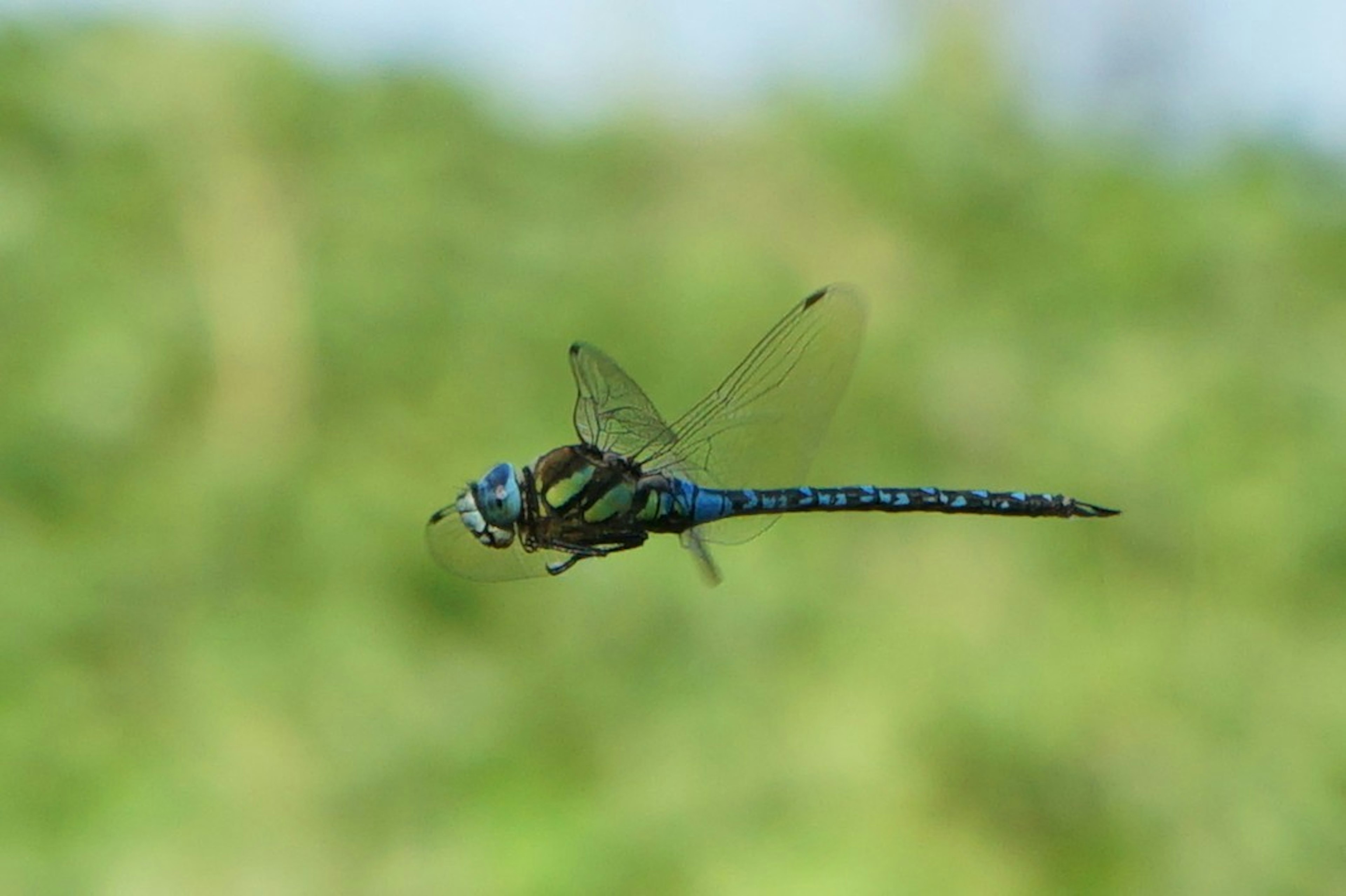 A blue dragonfly flying in the air