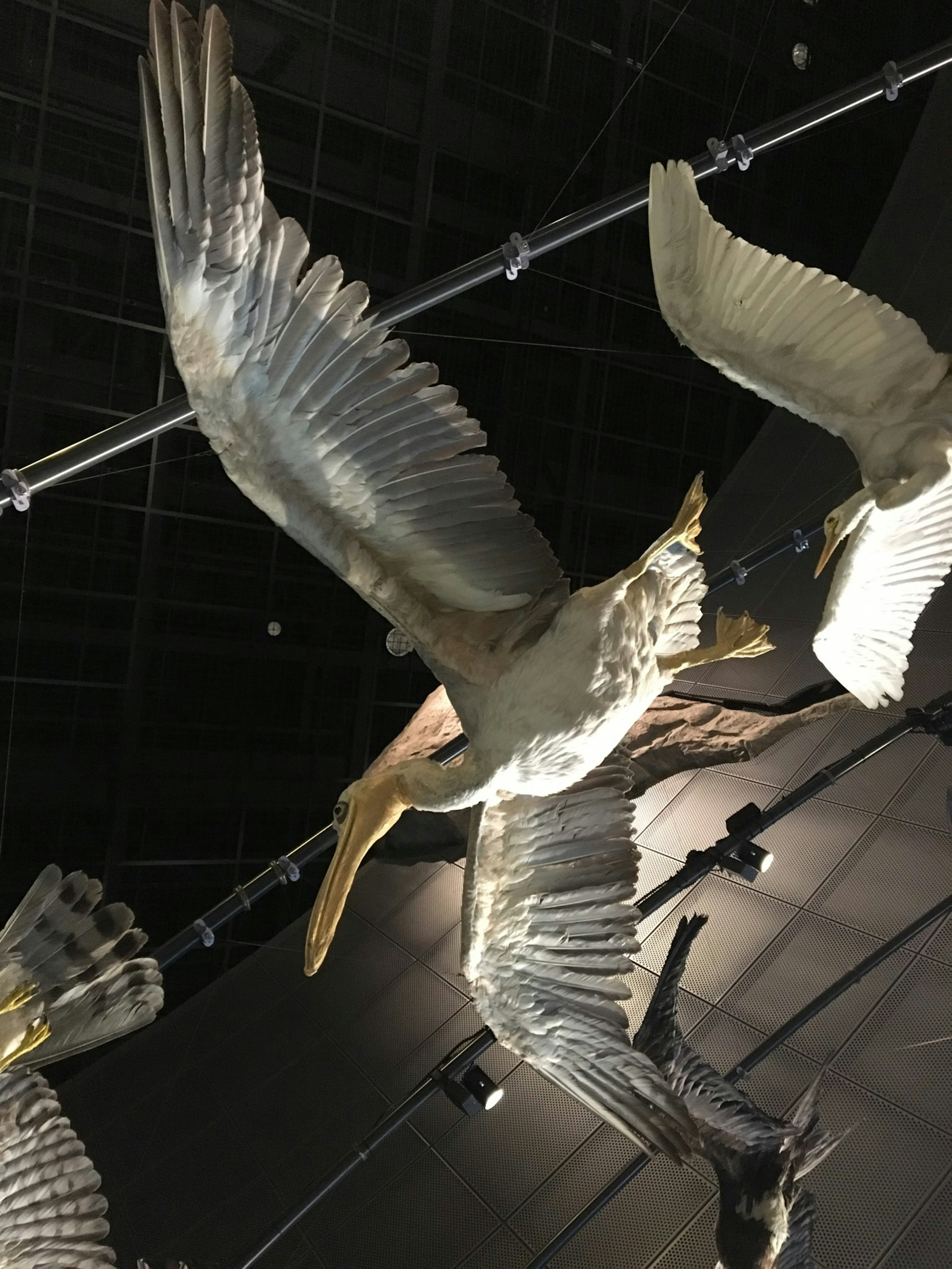 Modèles d'oiseaux en vol exposés dans un musée