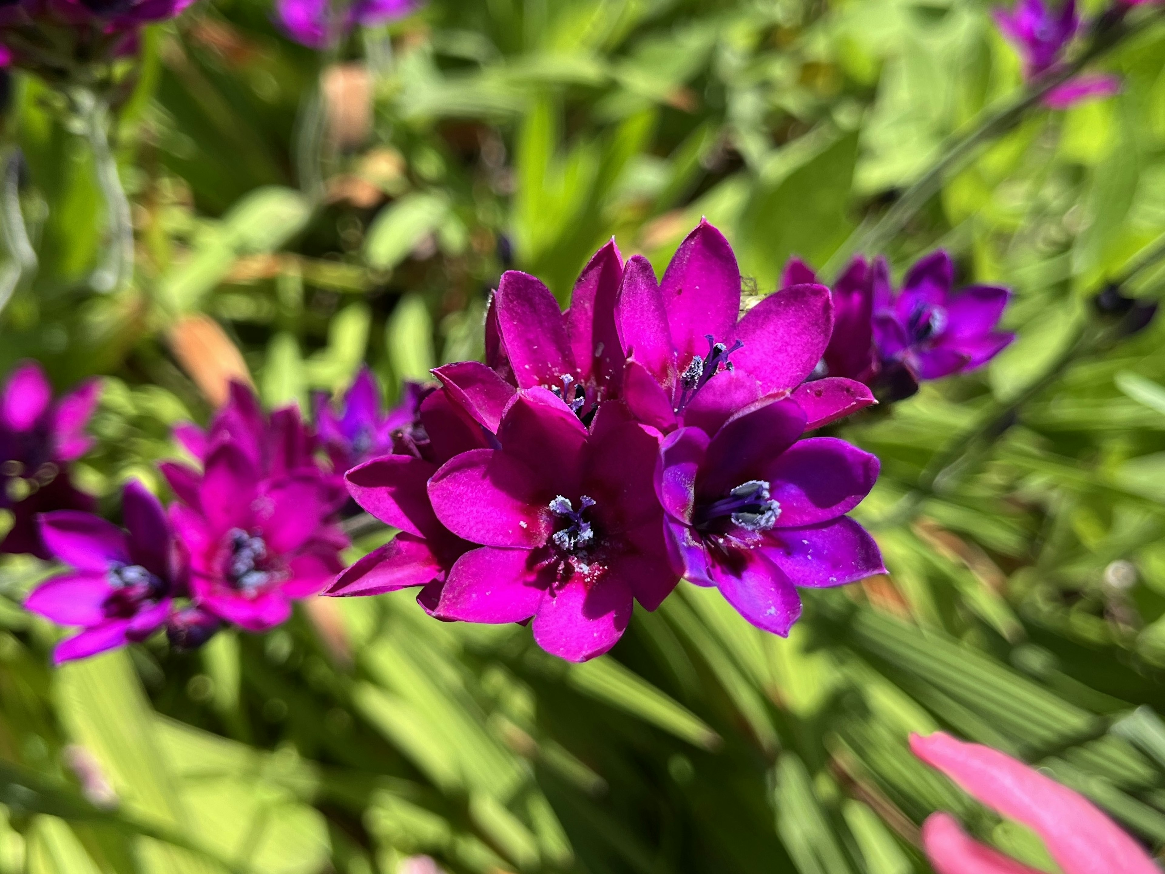 Lebendige lila Blumen blühen in einem Garten