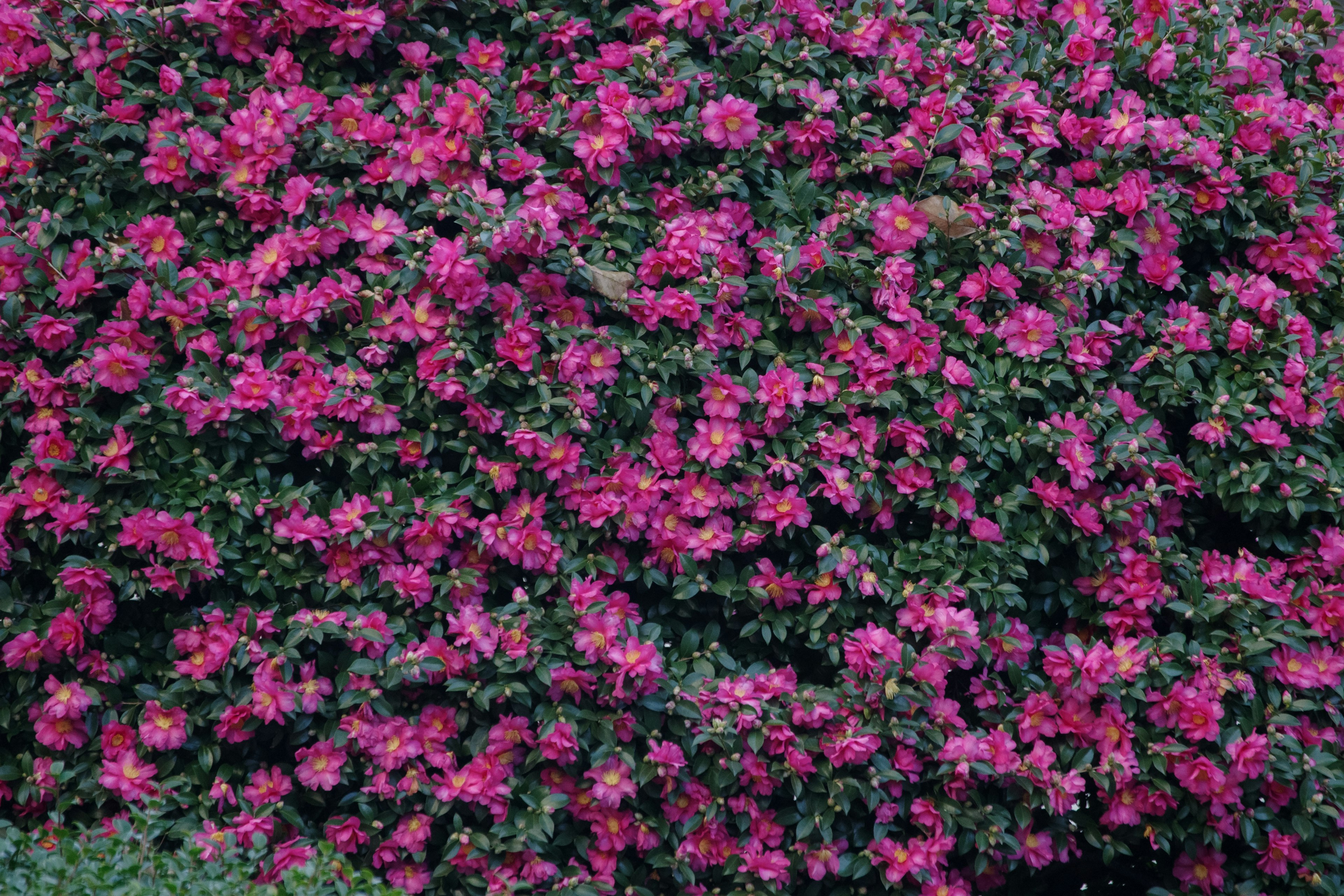 Denso grupo de flores de bugambilia rosa vibrante