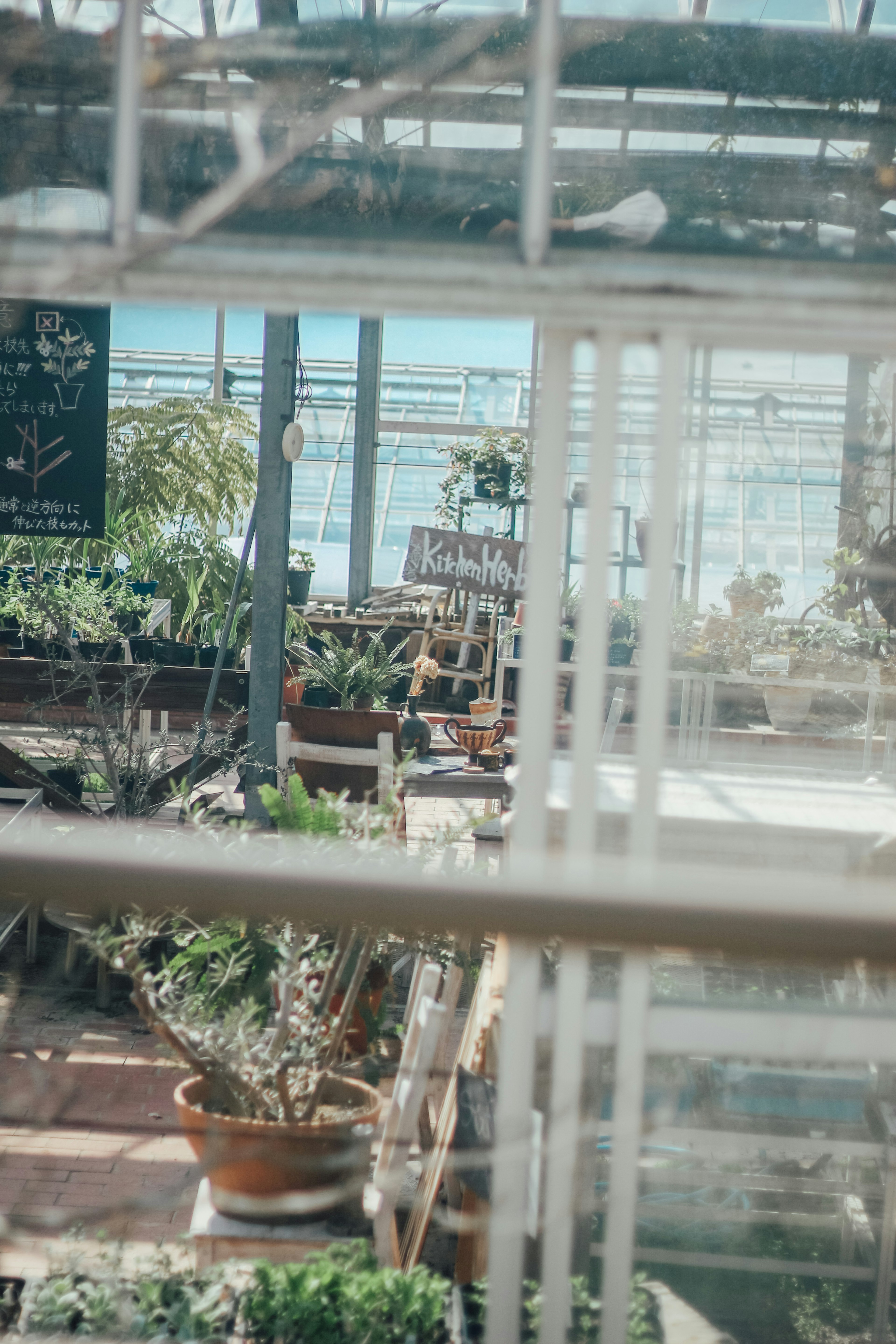 Vue intérieure de la serre à travers une fenêtre avec diverses plantes et arrangements en pot