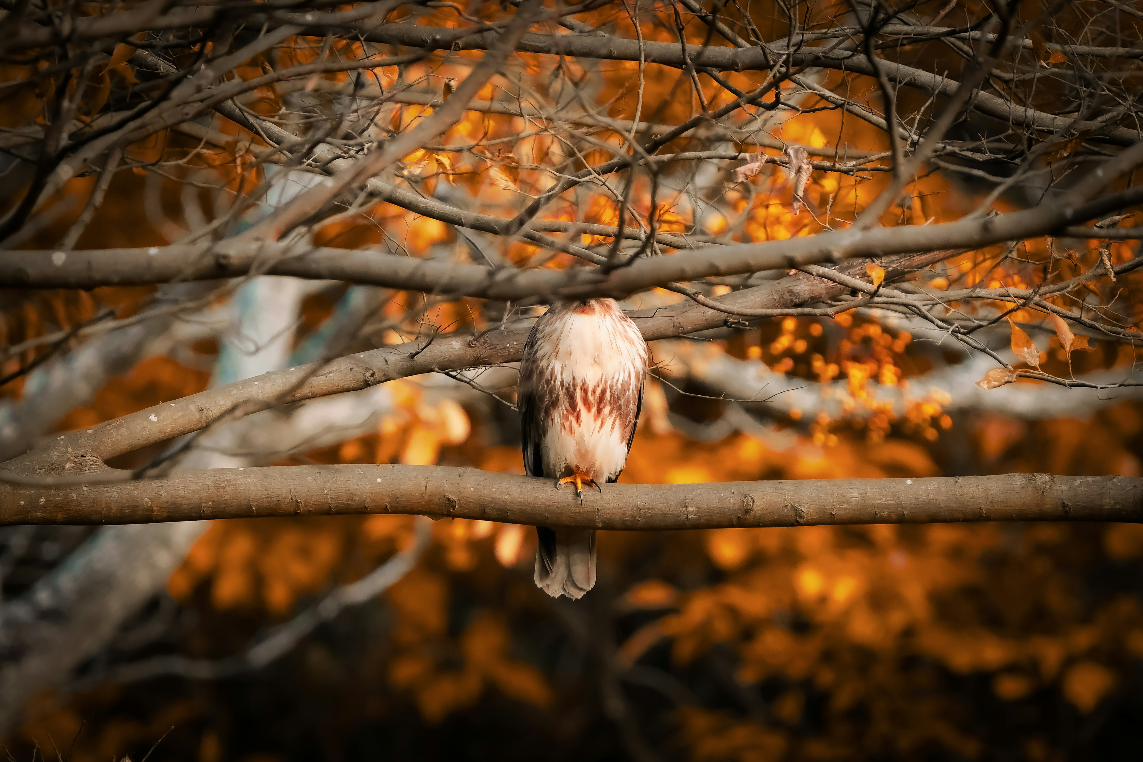 Bird perched among autumn leaves on branches