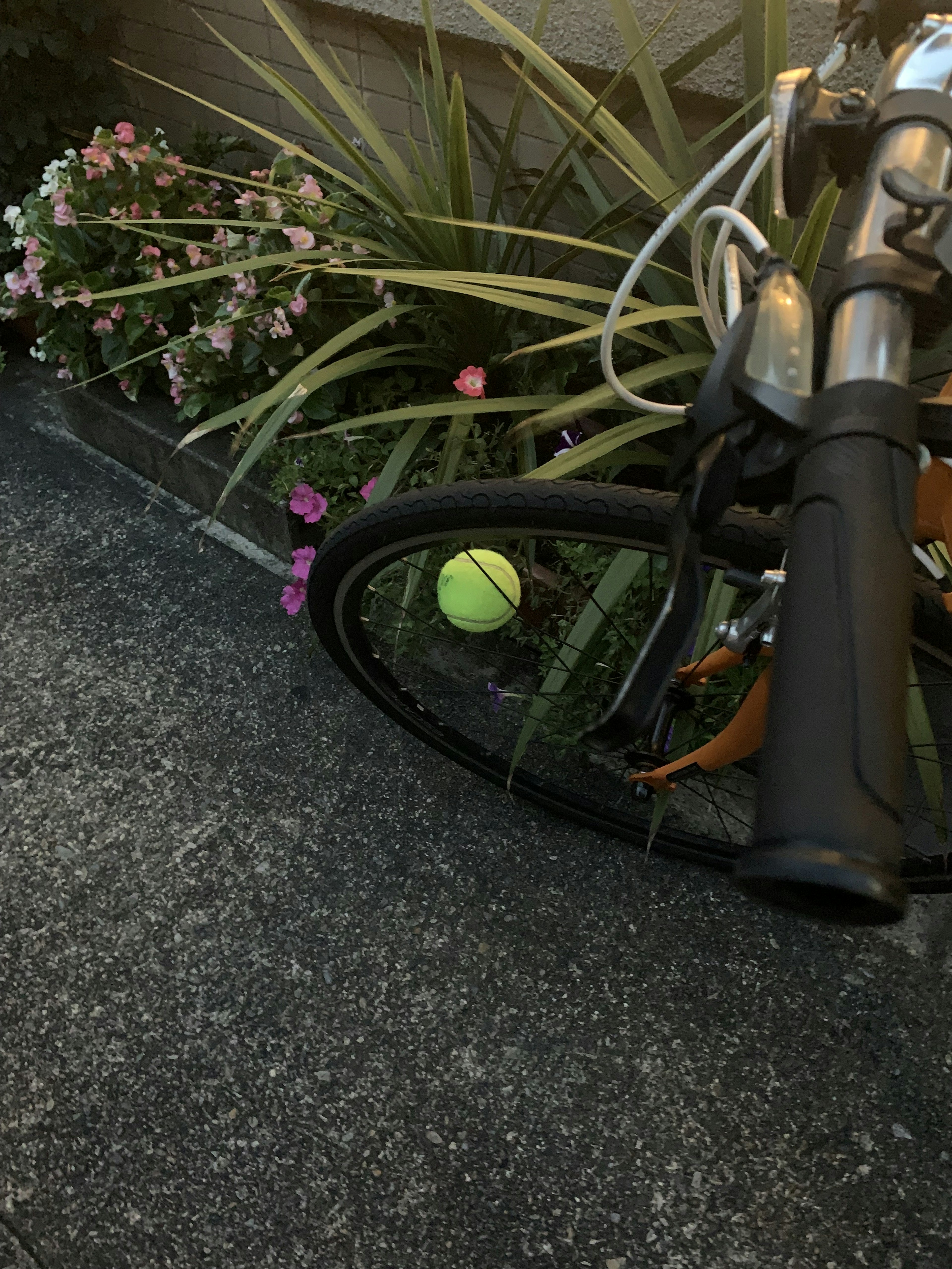 Tennis ball next to a bicycle wheel and flowering plants