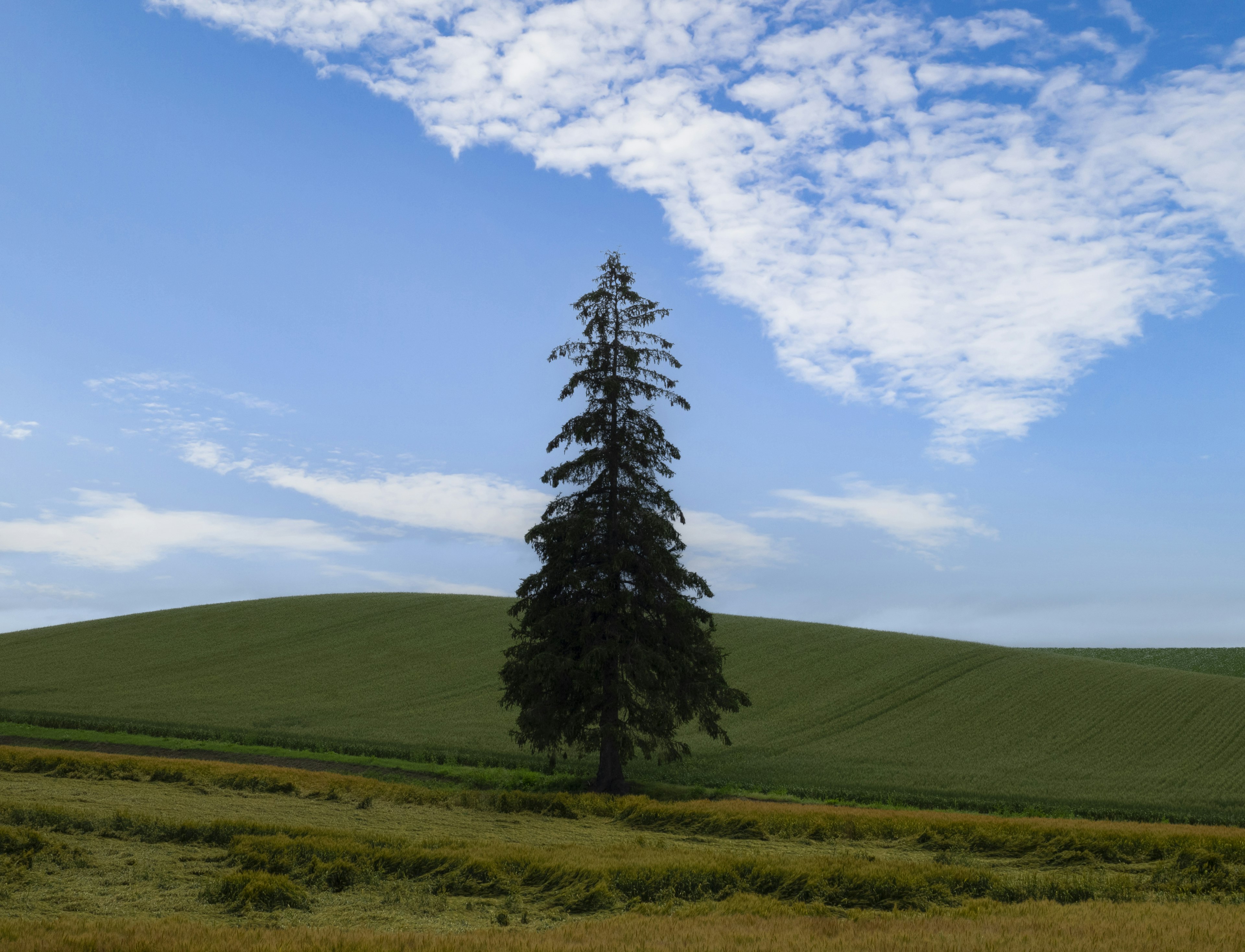 A tall tree standing under a blue sky with green hills