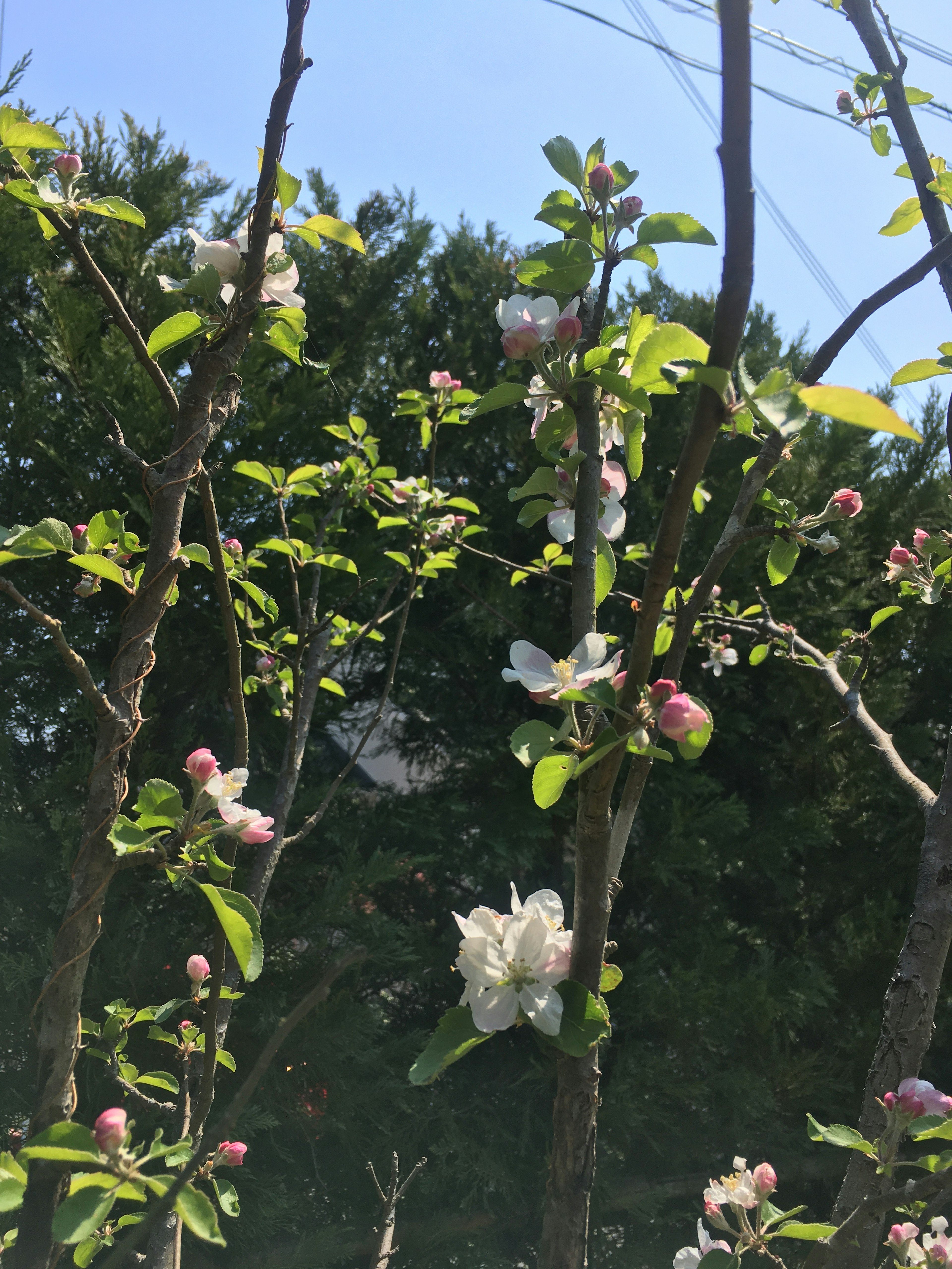 Close-up of tree branches with white flowers and green leaves