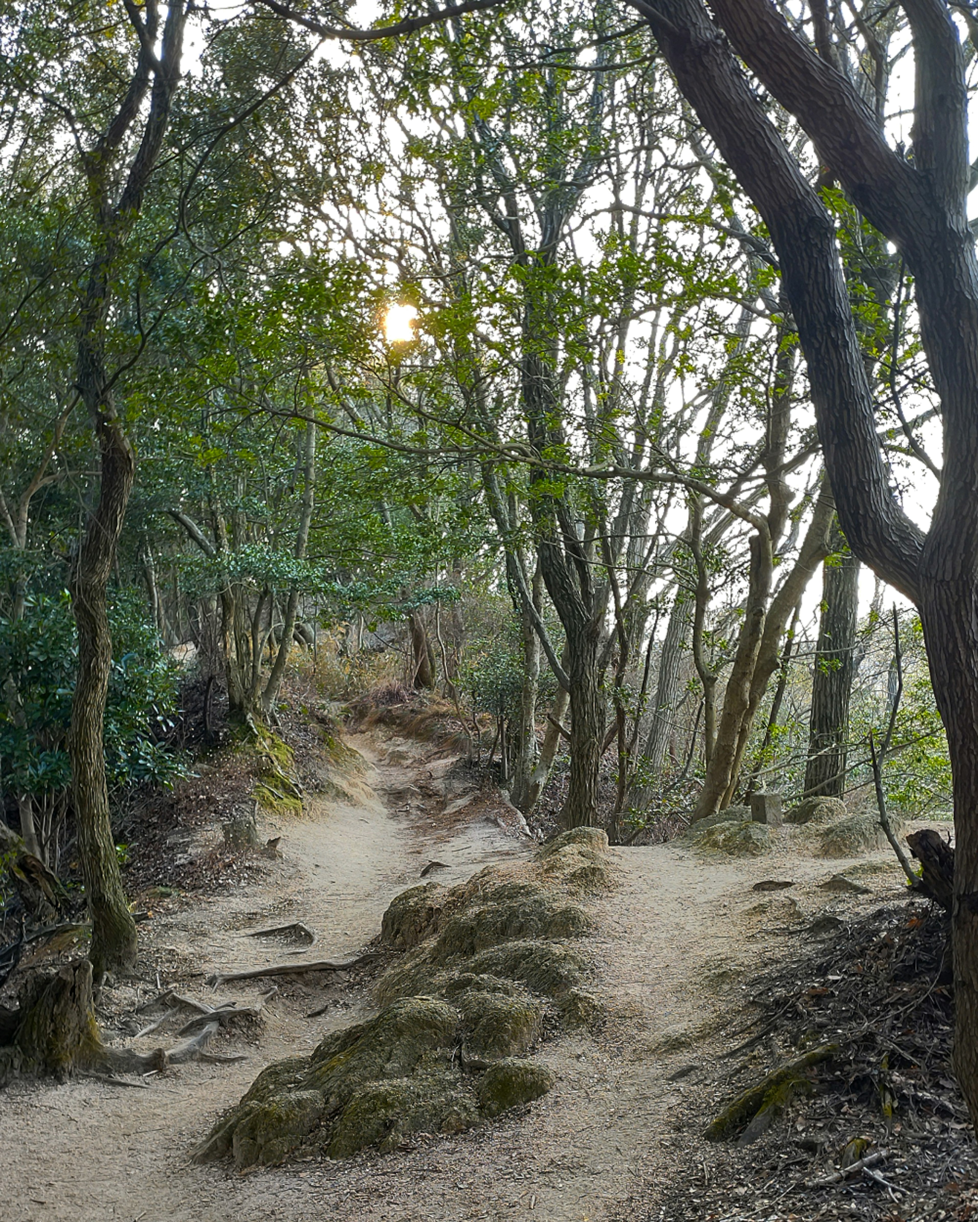 A tranquil path surrounded by trees with soft sunlight filtering through