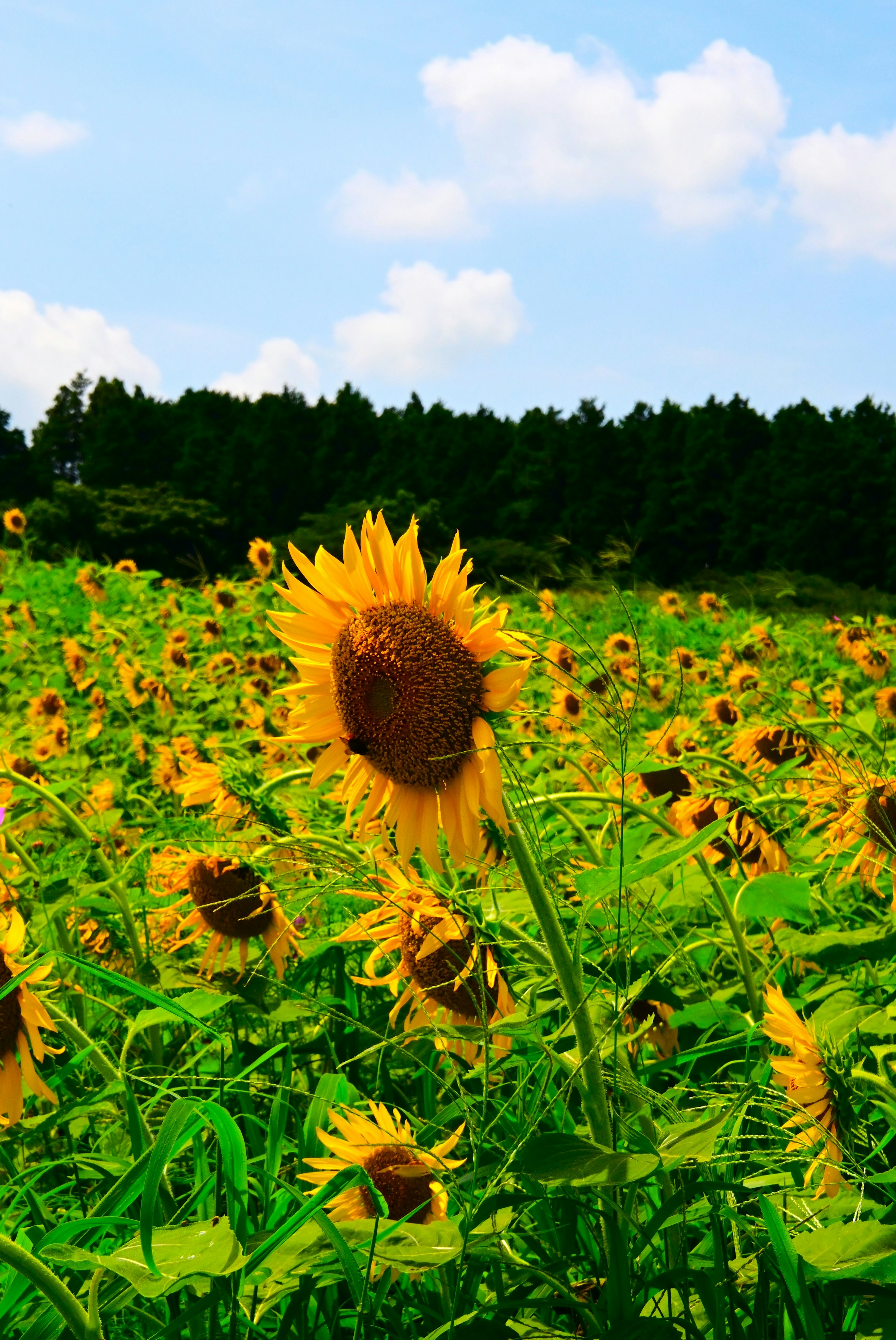 Un champ de tournesols en fleurs sous un ciel bleu