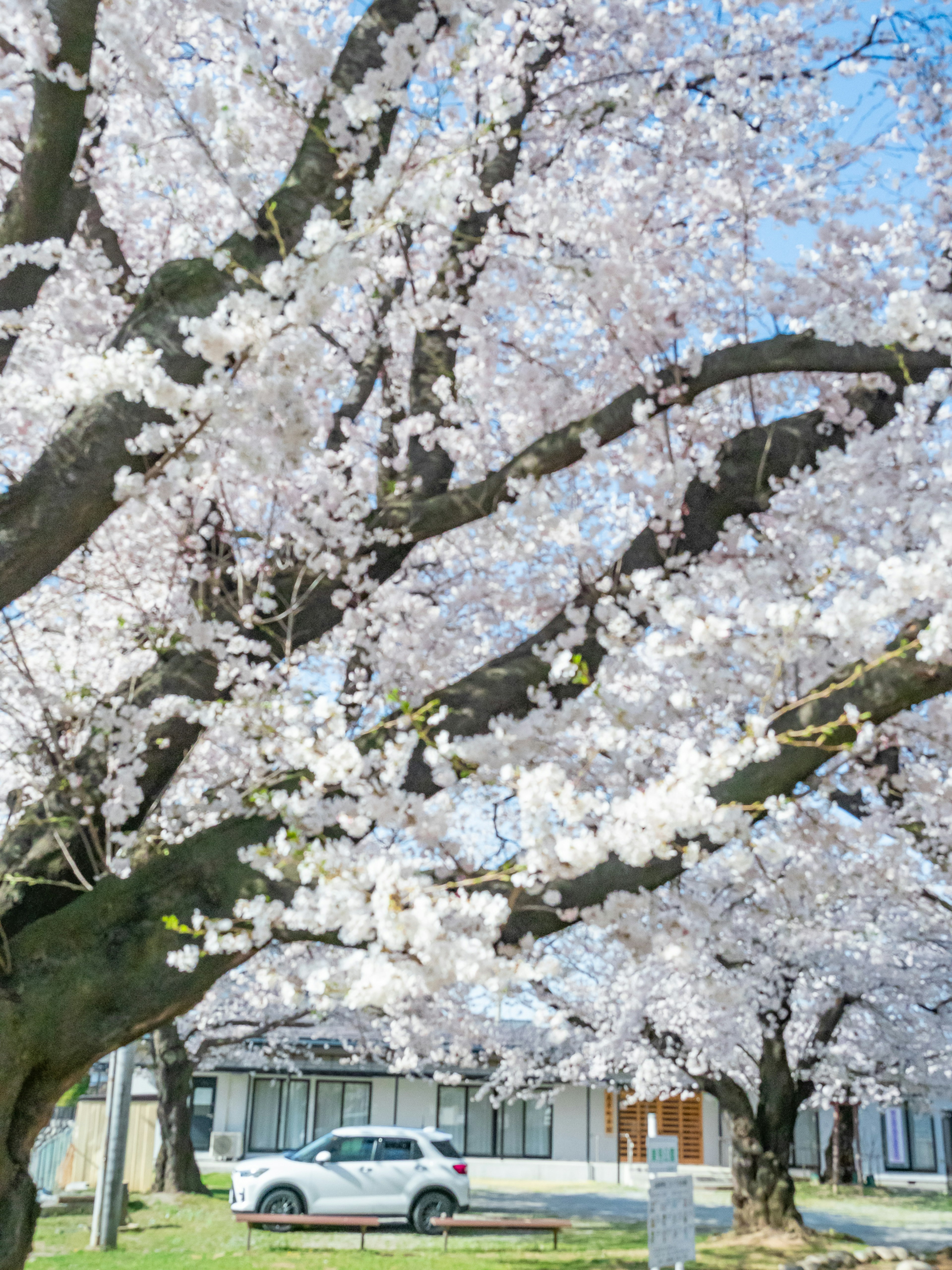 櫻花盛開的樹木與藍天，公園中可見一輛車