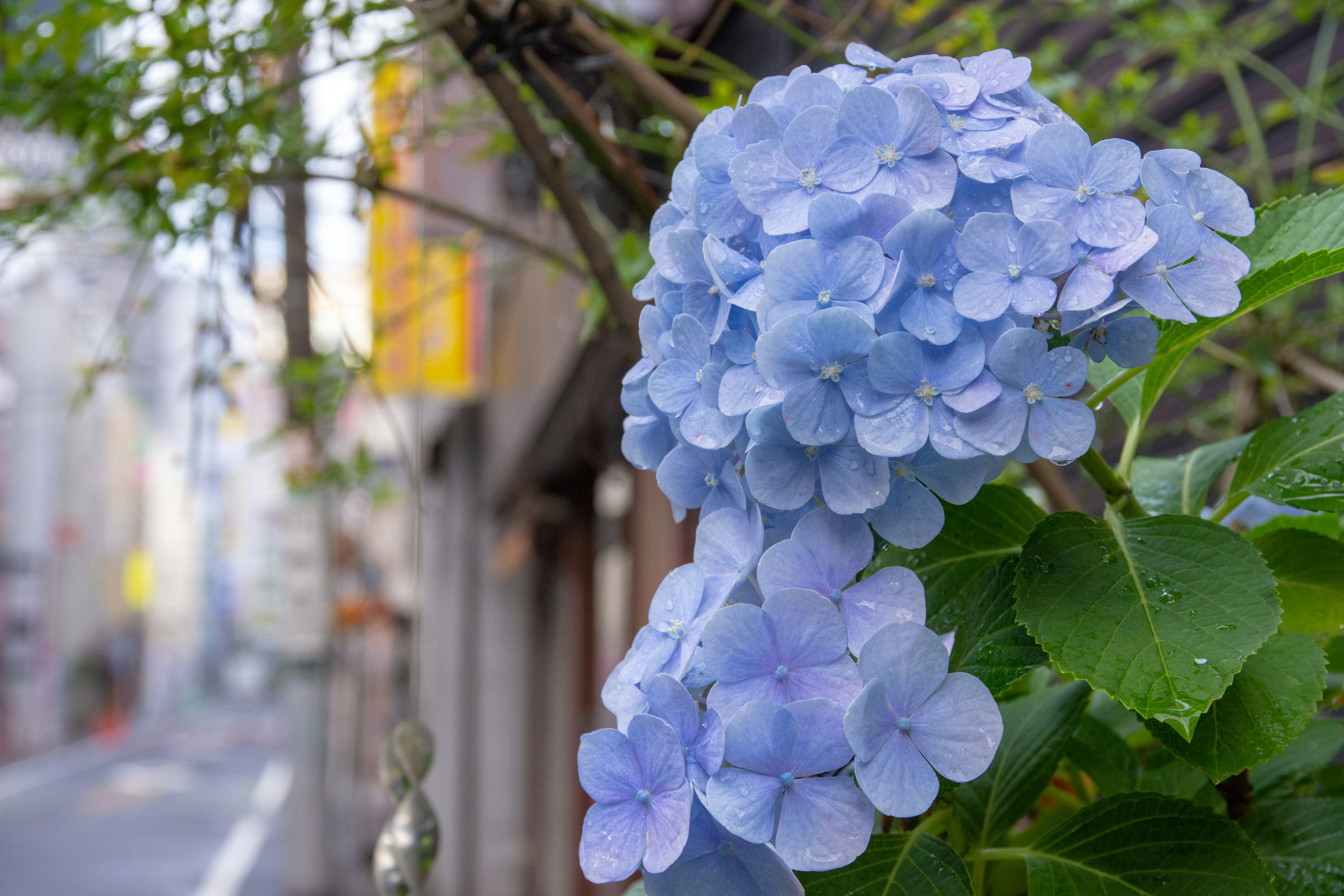 Flores de hortensia azules en un fondo urbano