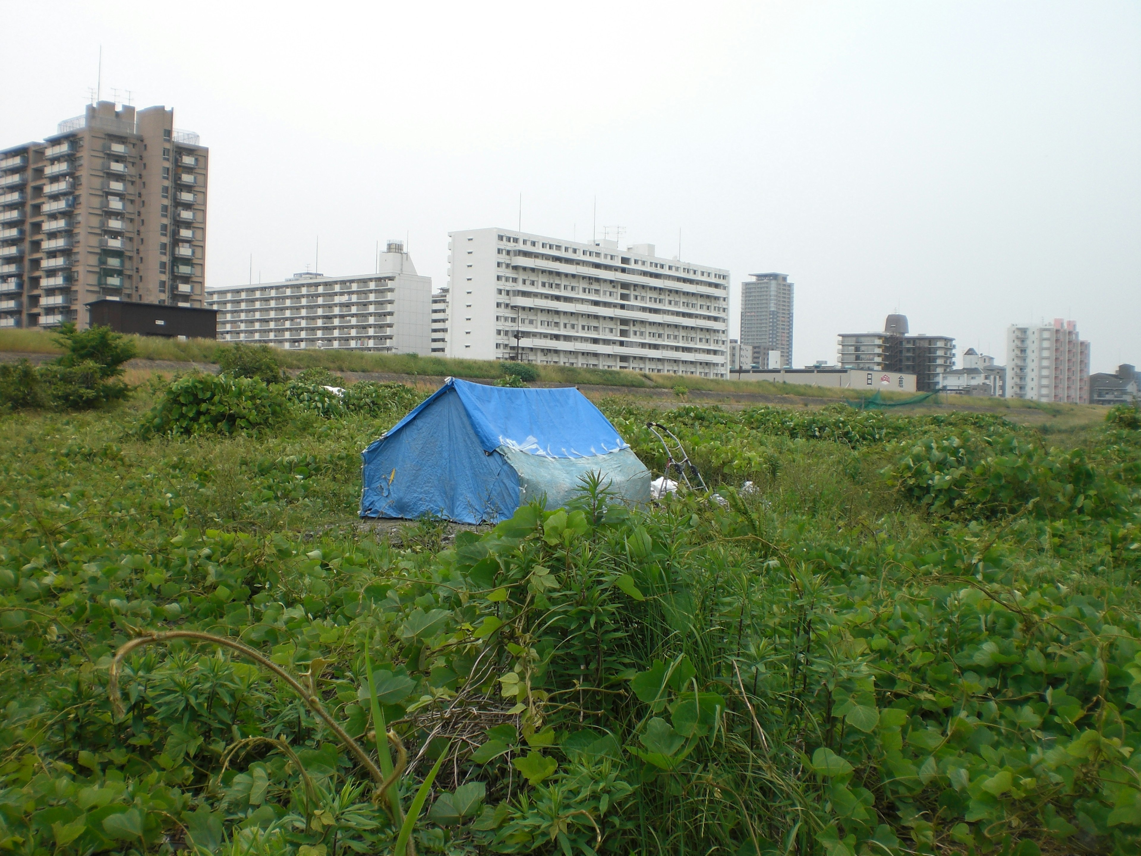 A blue tent in a grassy area with urban buildings in the background