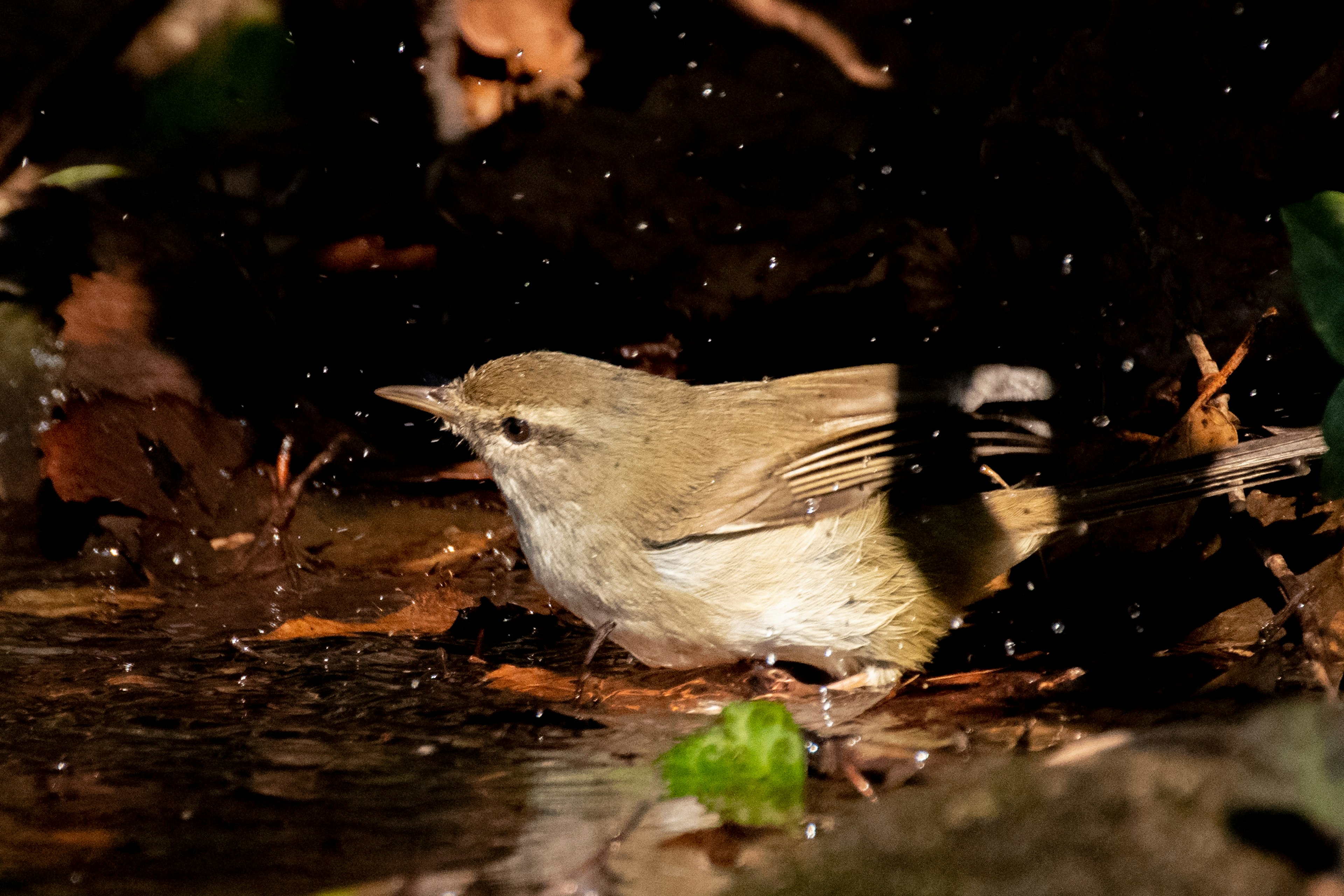 A small bird drinking water near a stream