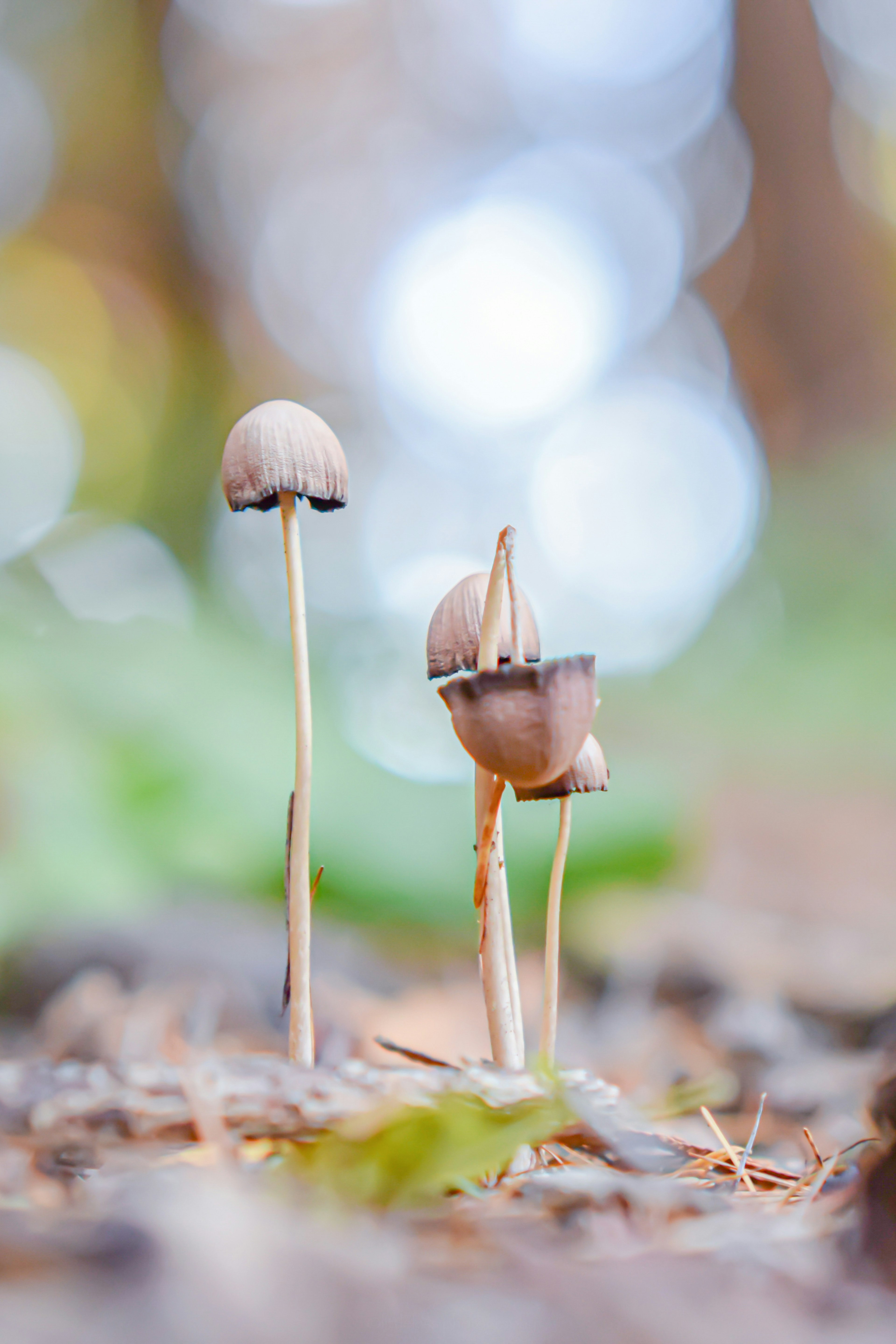 A cluster of small mushrooms in a forest with a blurred background