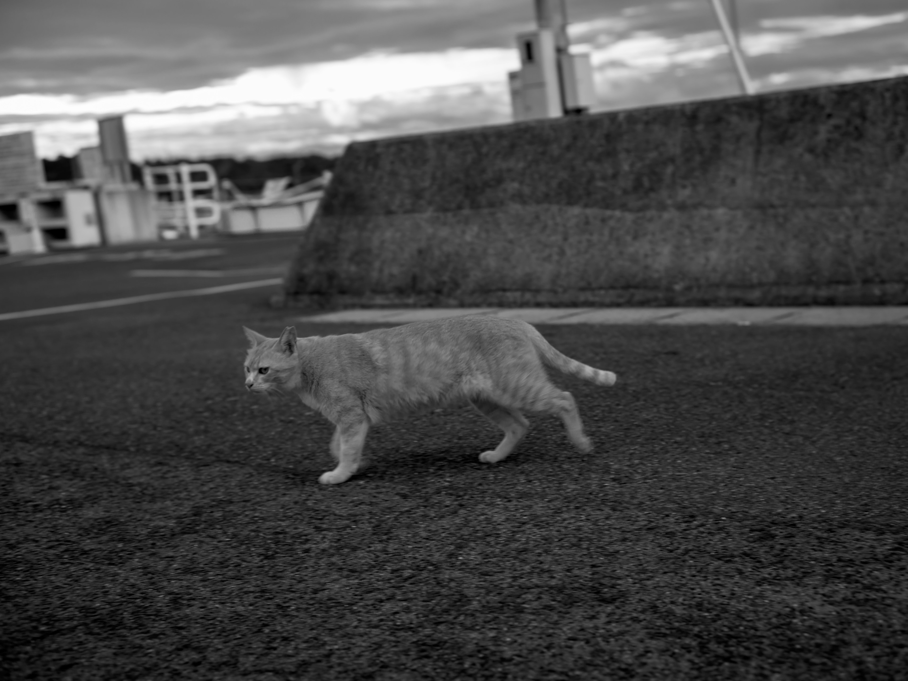 Gatto grigio che cammina su una strada pavimentata