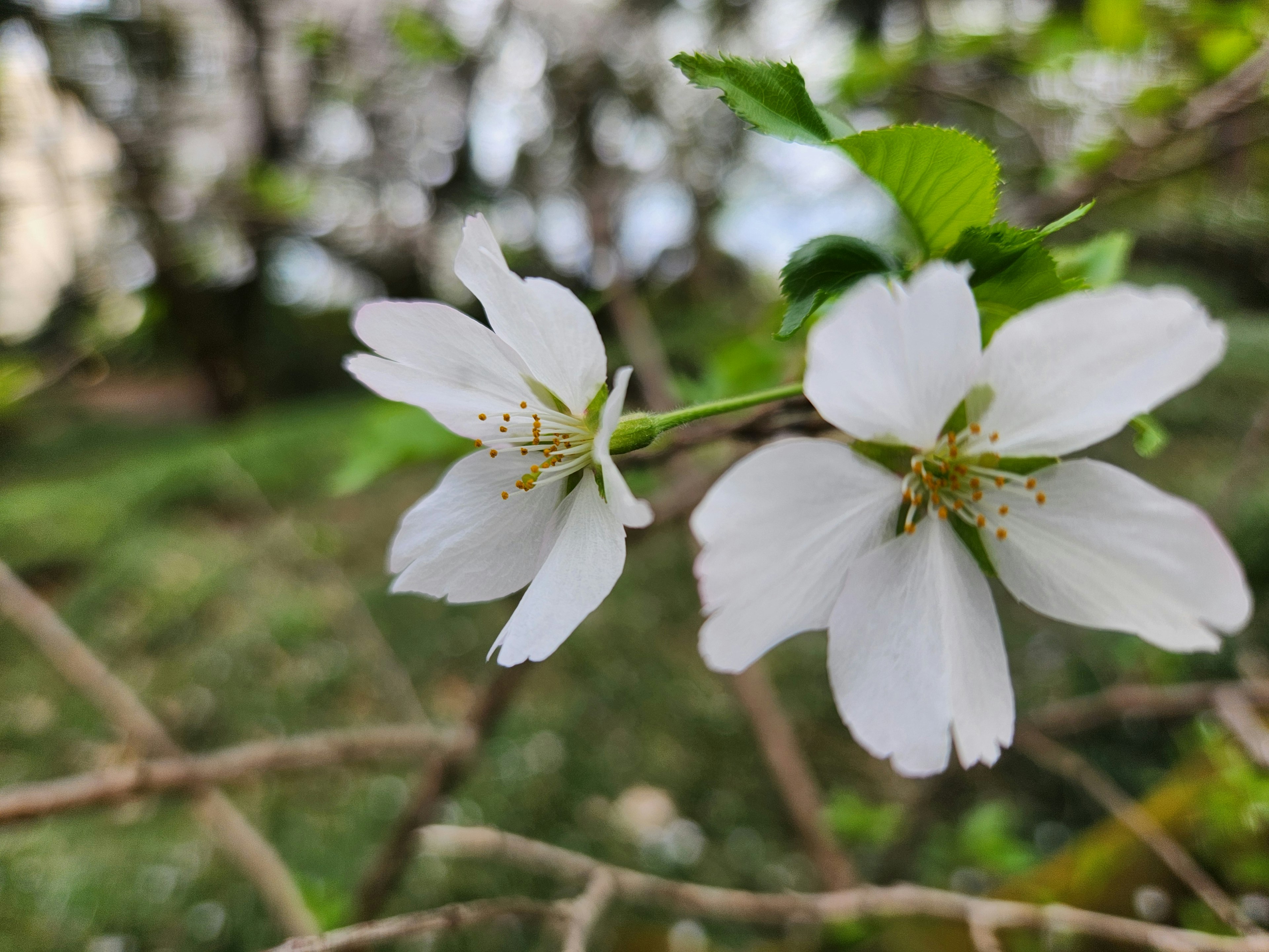 Gros plan de fleurs blanches sur une branche avec des feuilles vertes et un arrière-plan flou