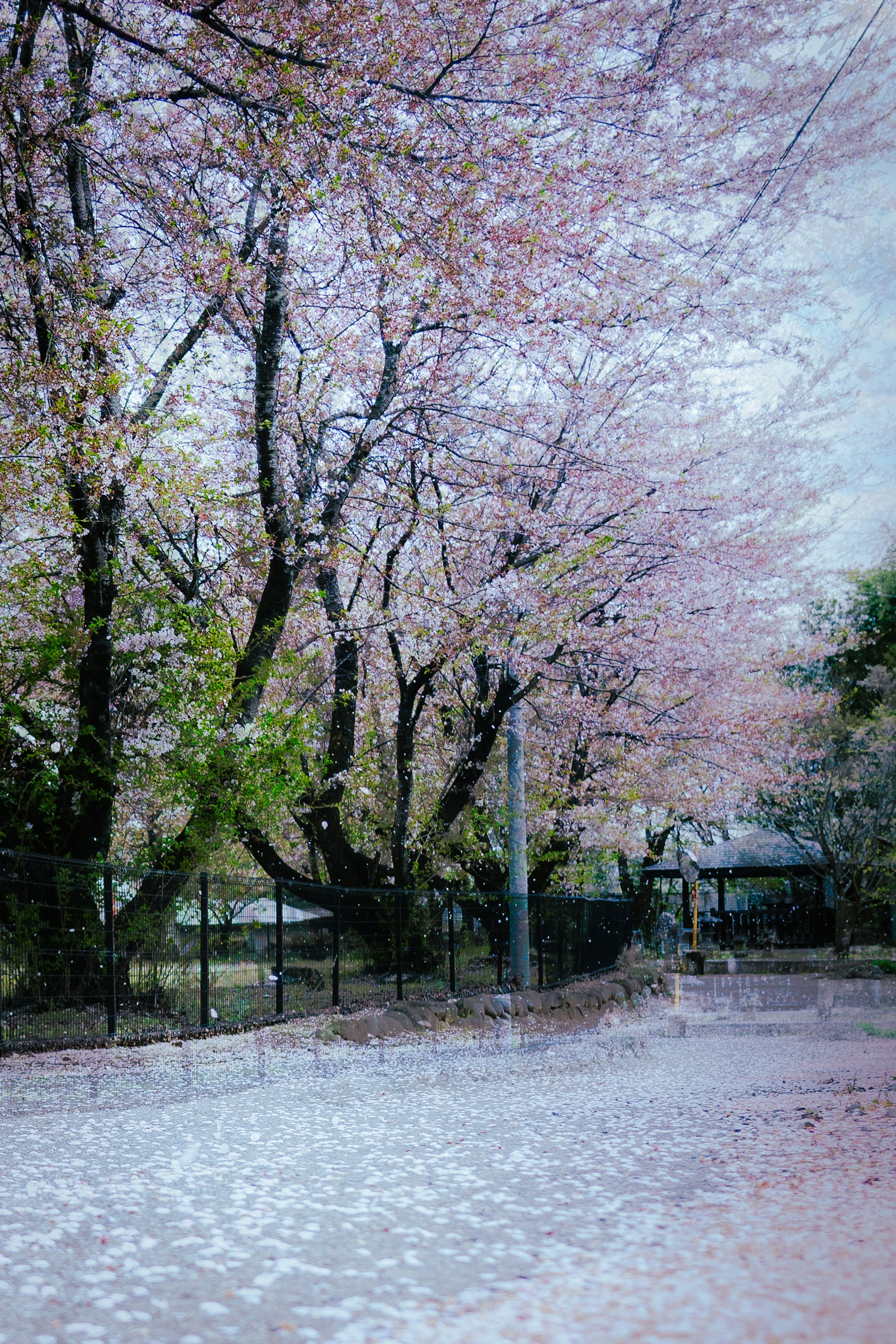 Vista panoramica di alberi di ciliegio in fiore in un parco con petali sparsi sul sentiero