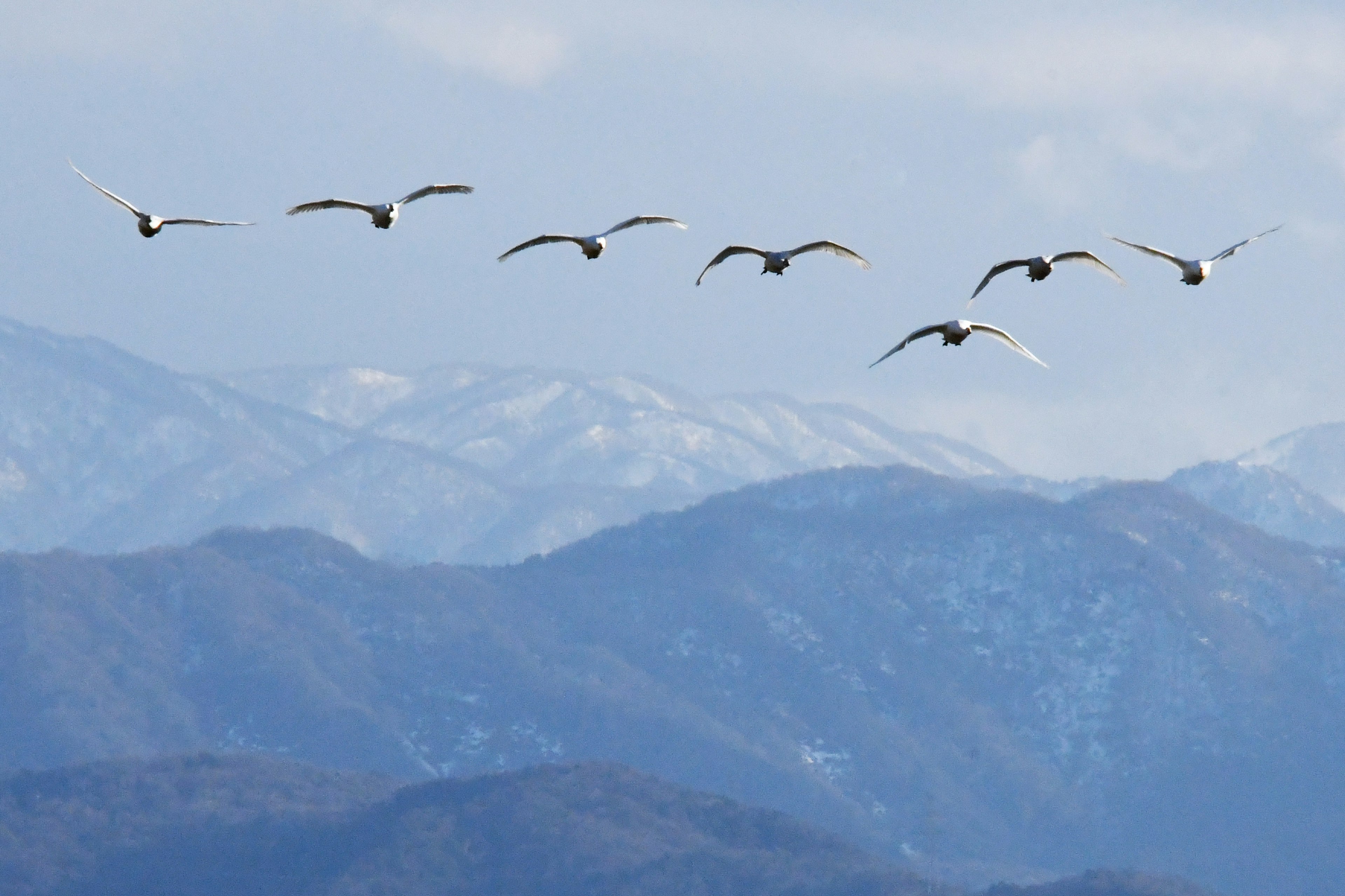 Un branco di cigni che vola sopra montagne innevate