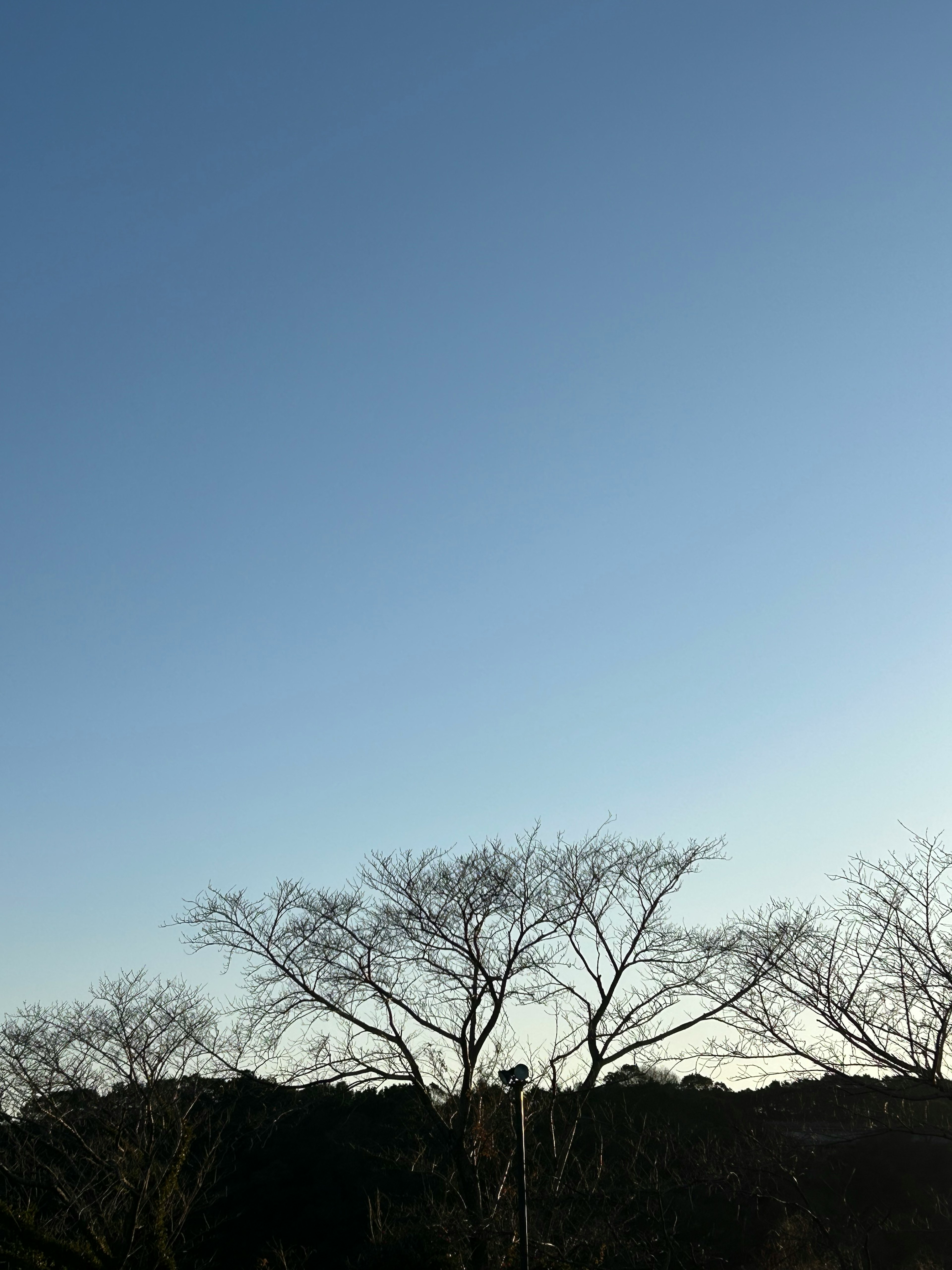 Cielo azul claro con silueta de árboles de invierno