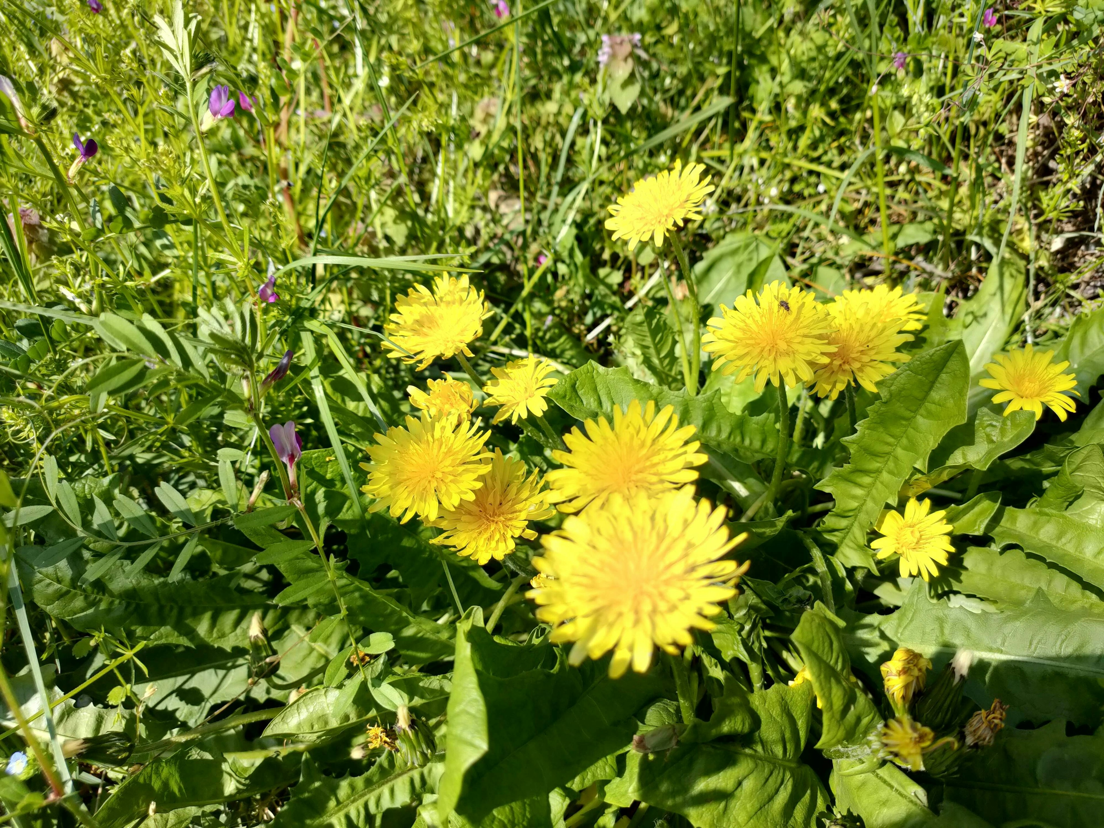 Ein lebhaftes Cluster von gelben Löwenzahn in einem grünen Grasbereich