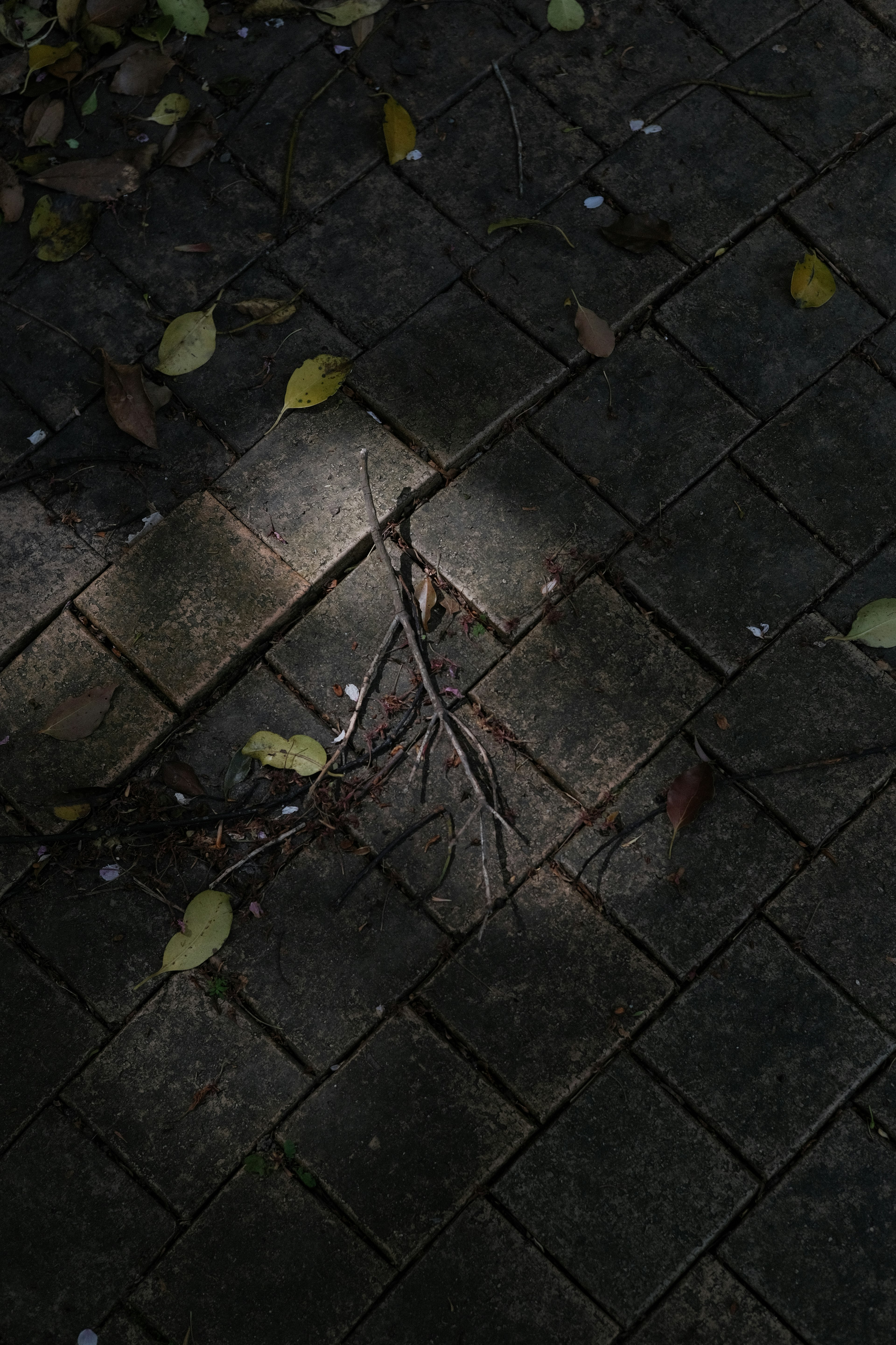 A small stick and fallen leaves on a stone pavement with shadows