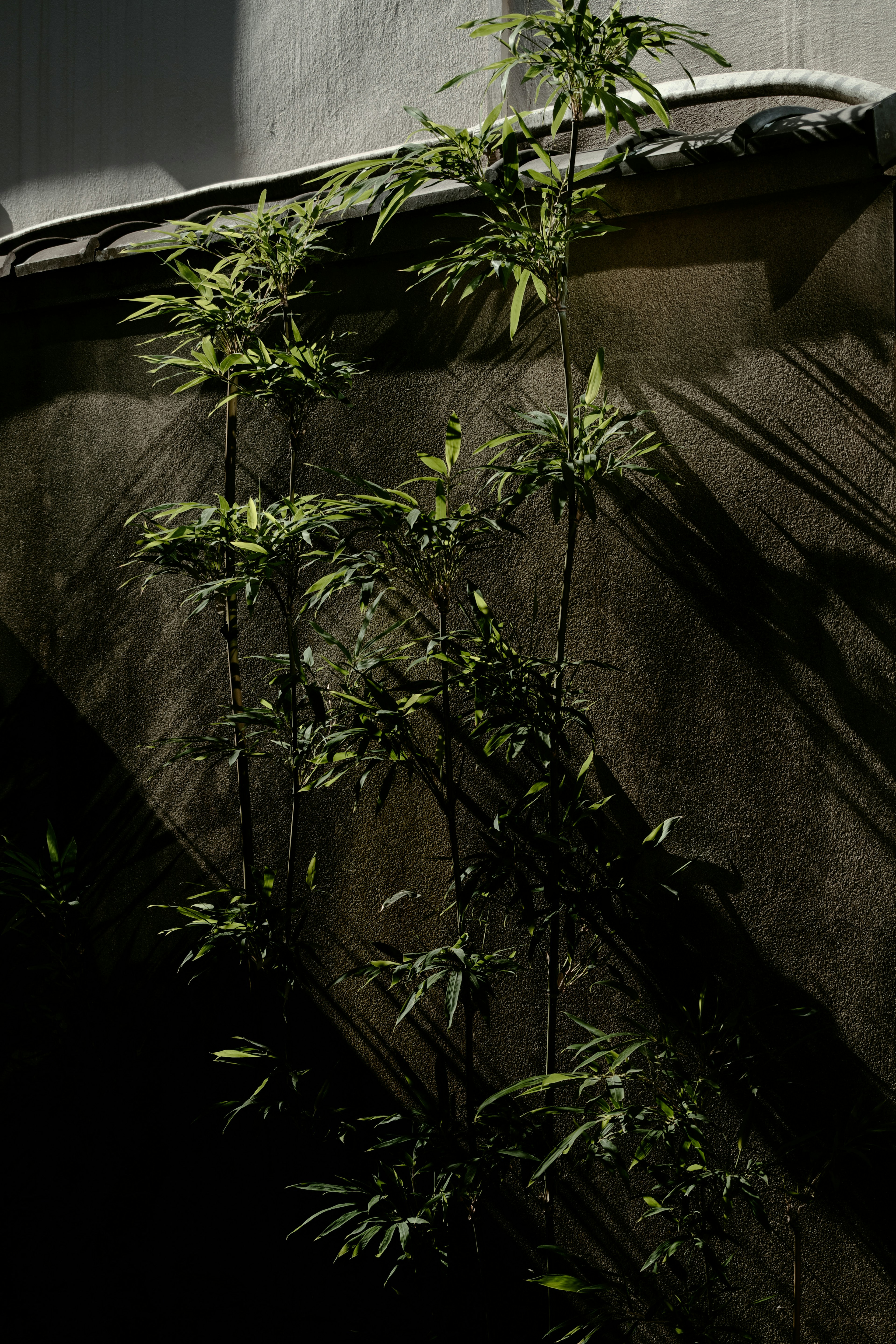 Plante de bambou verte poussant le long d'un mur sombre avec des ombres