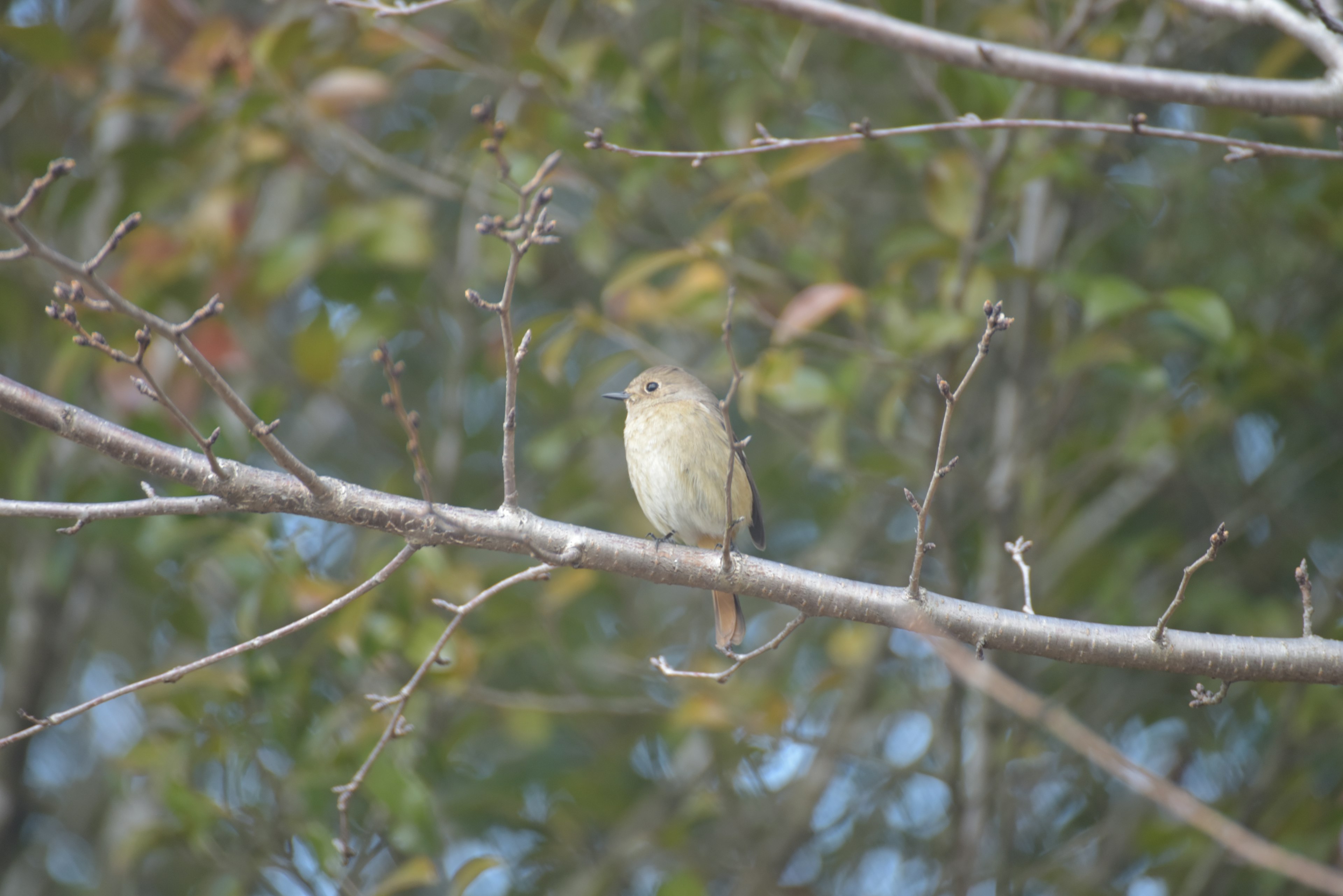 A small bird perched on a branch surrounded by foliage