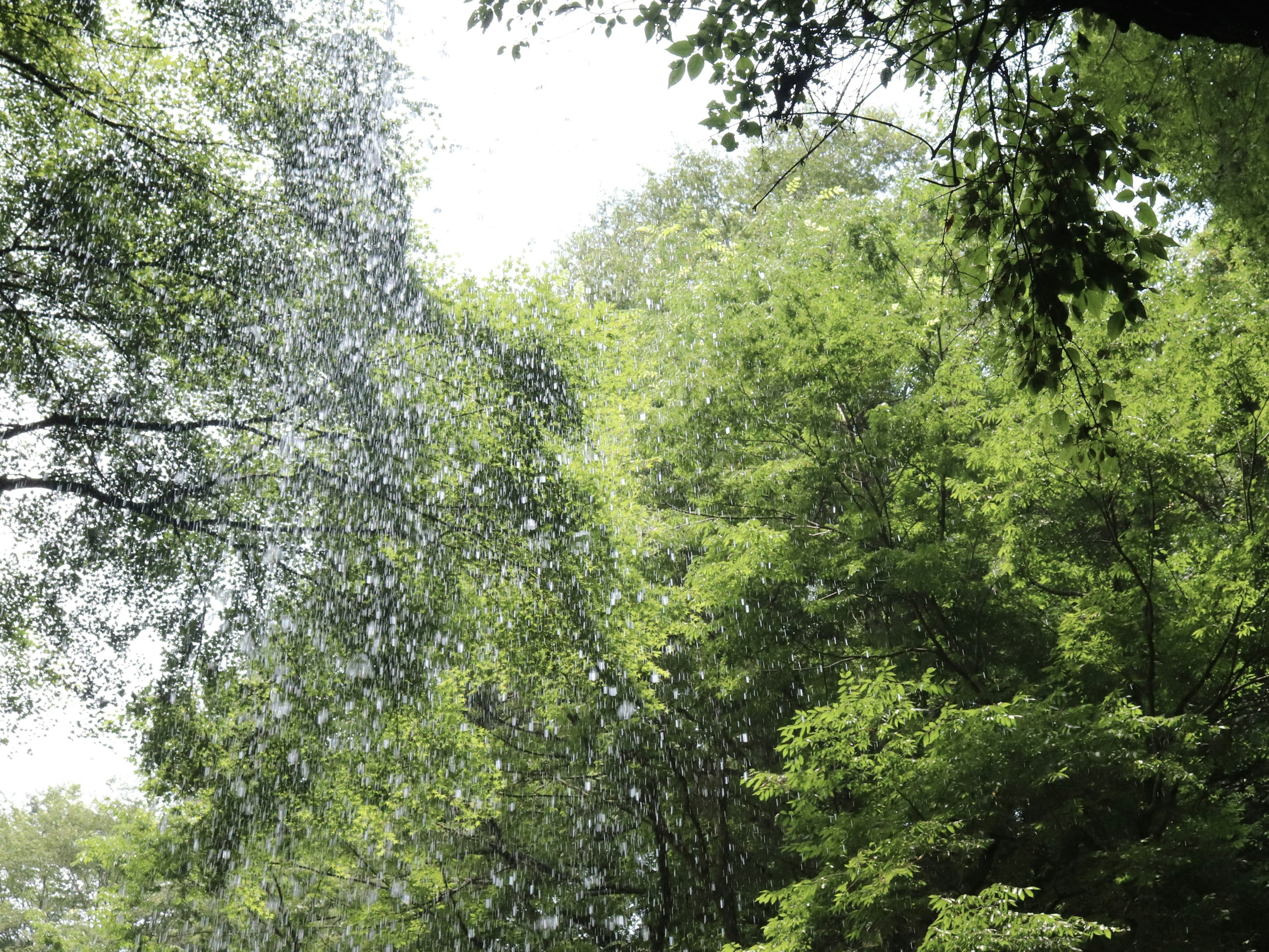 透过郁郁葱葱的绿色树木洒下的雨滴景象