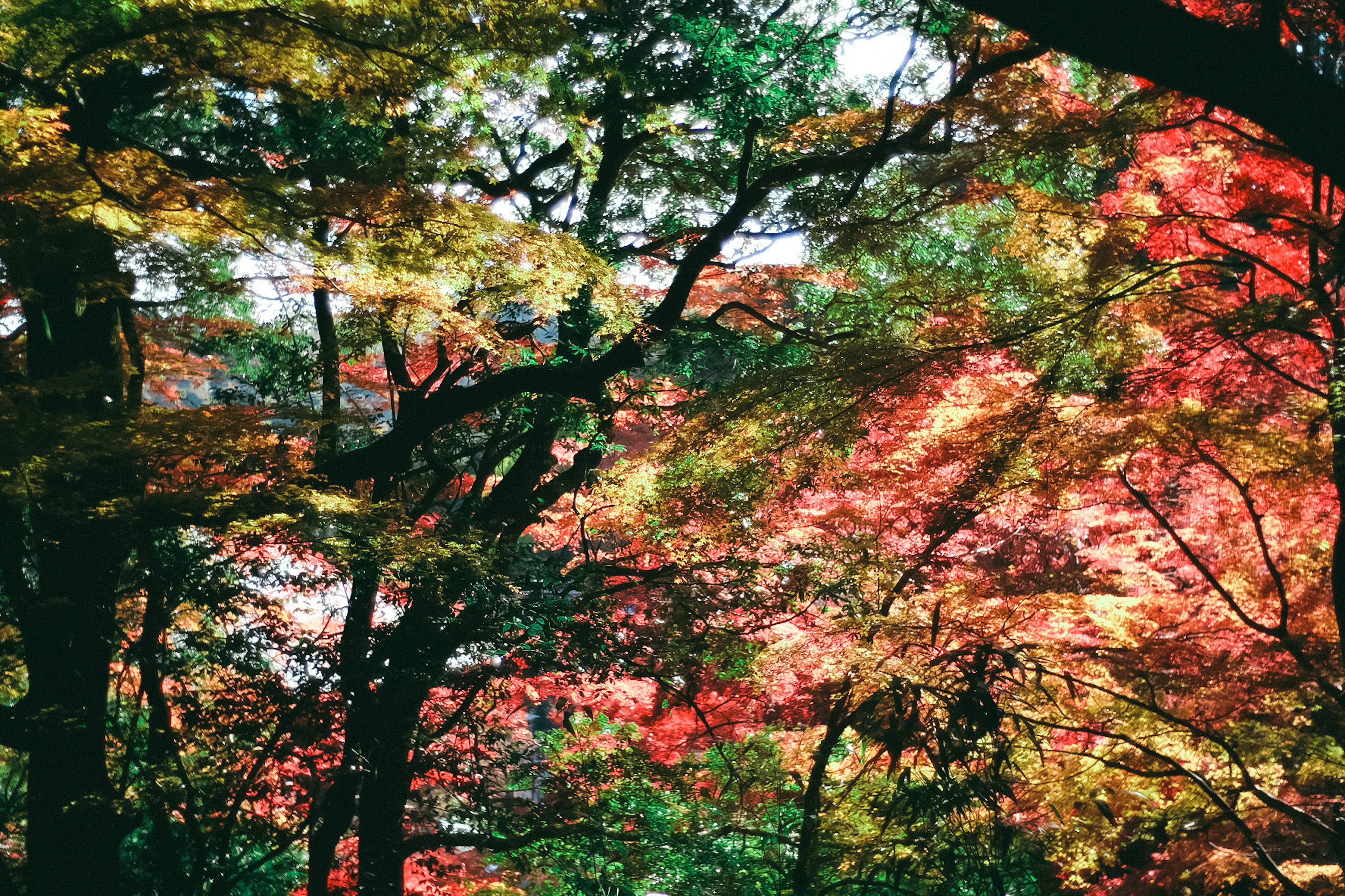 Lebendige Herbstlaub mit bunten Blättern an Bäumen