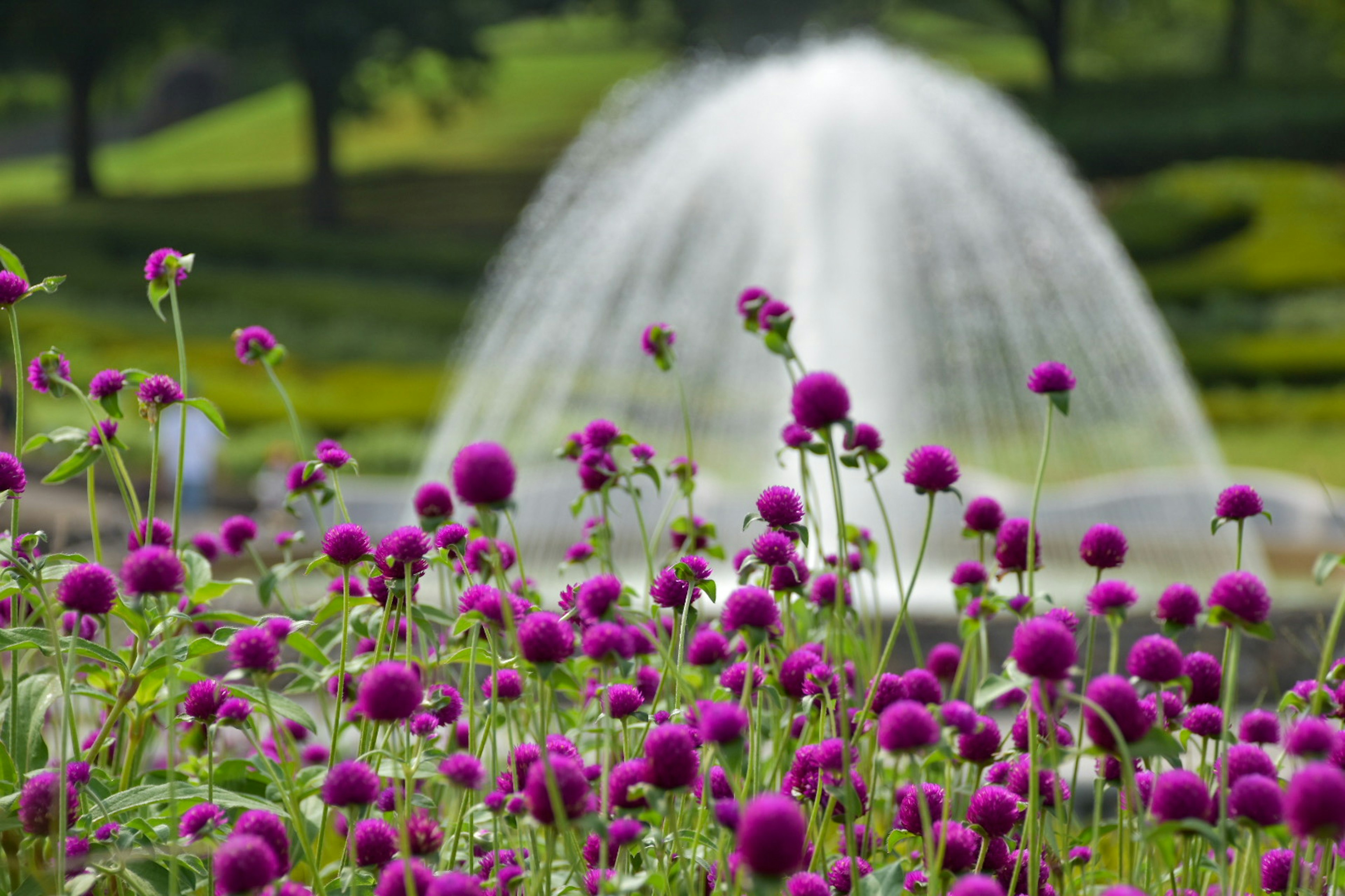 Landscape featuring purple flowers and a fountain