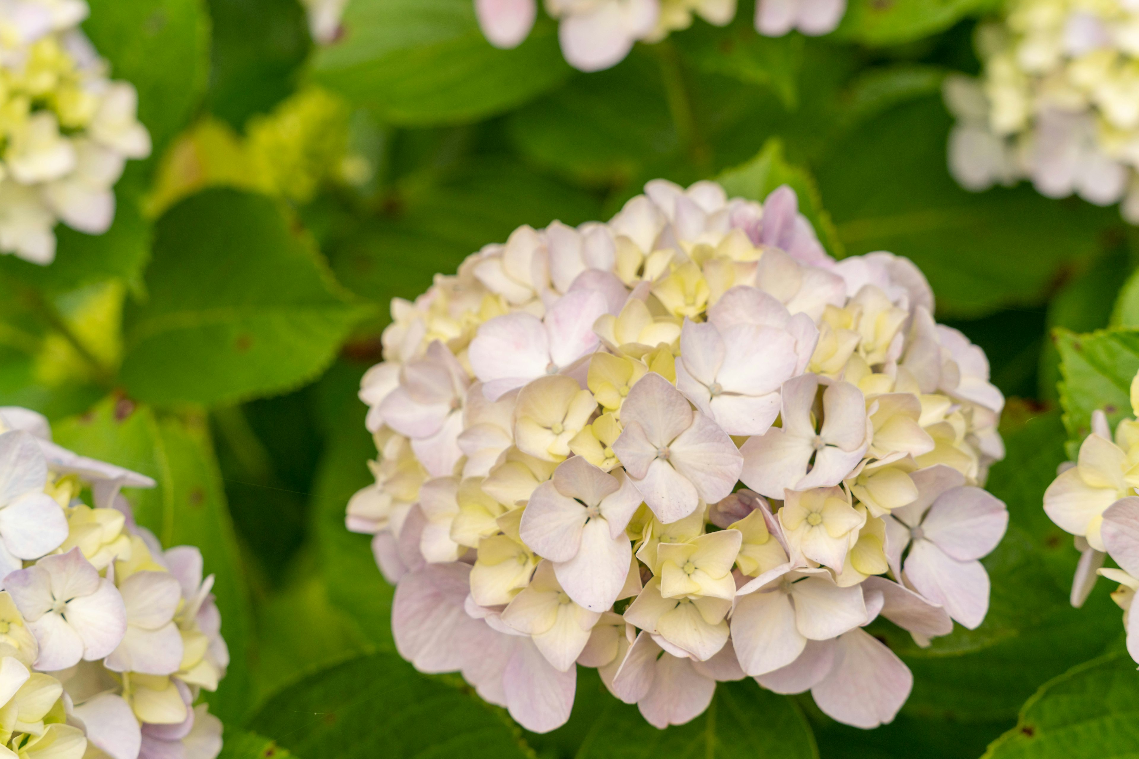 淡い紫色と白色のアジサイの花が茂る緑の葉の中にある