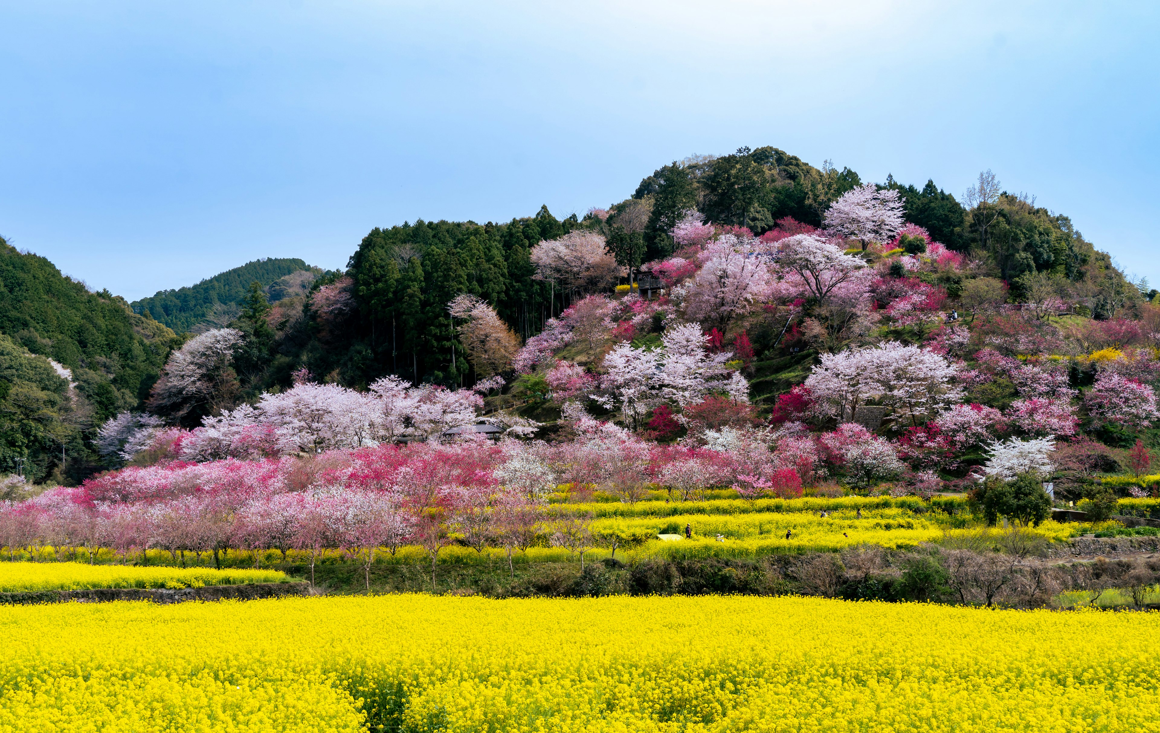 Paisaje vibrante con cerezos en flor y flores de colza