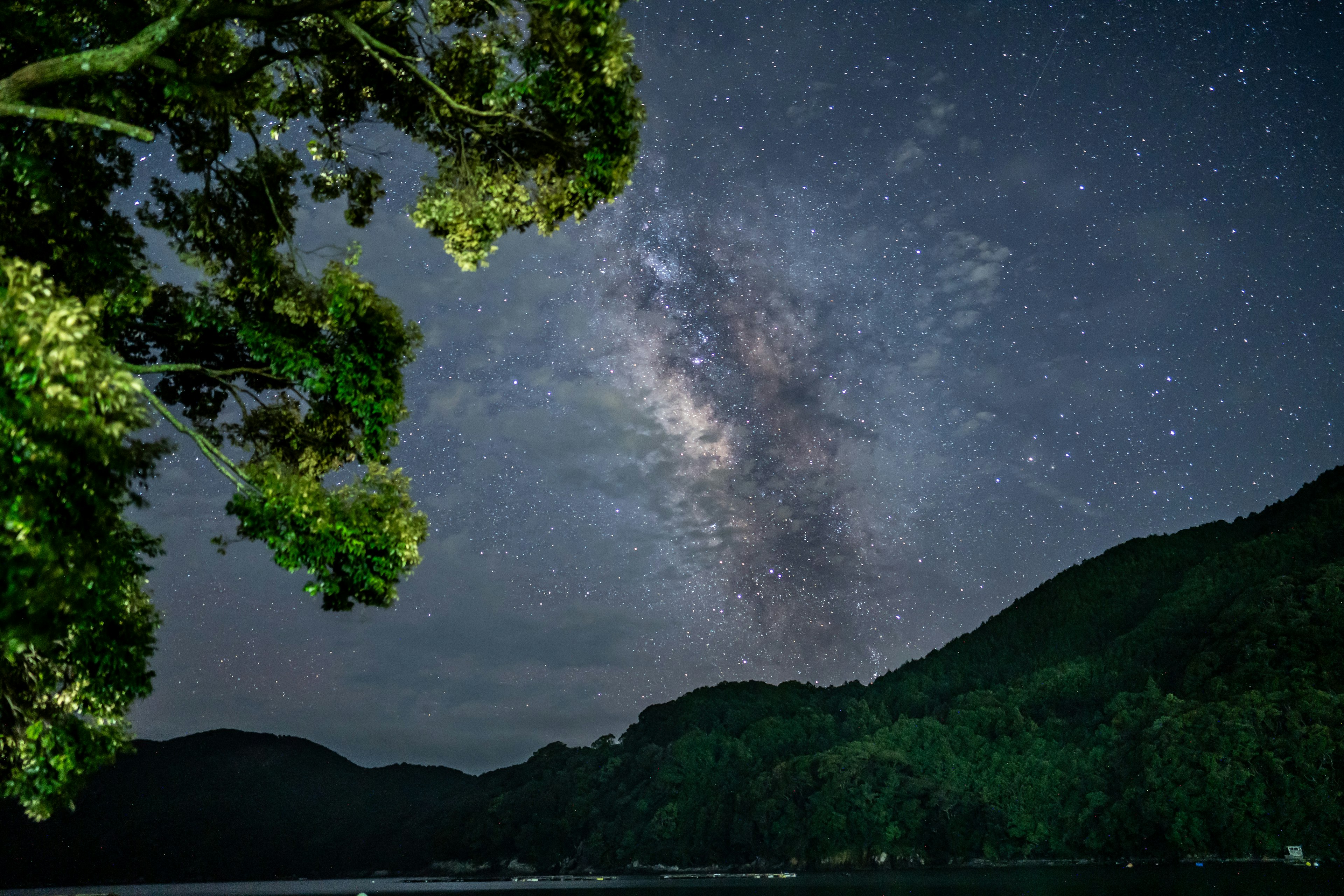 Voie lactée visible sous un ciel étoilé avec des arbres verts en silhouette