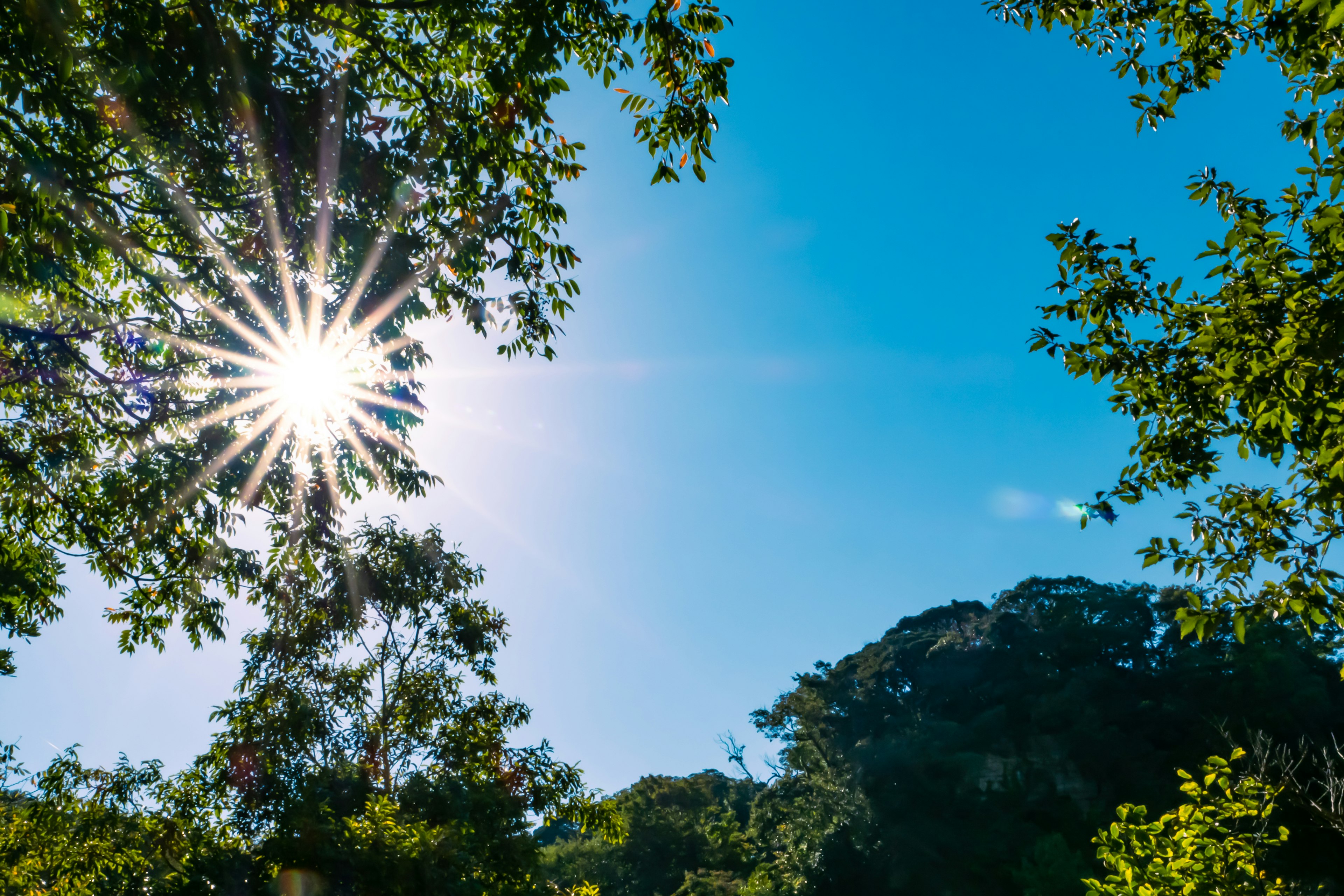 青空の下で木々の間から差し込む太陽の光