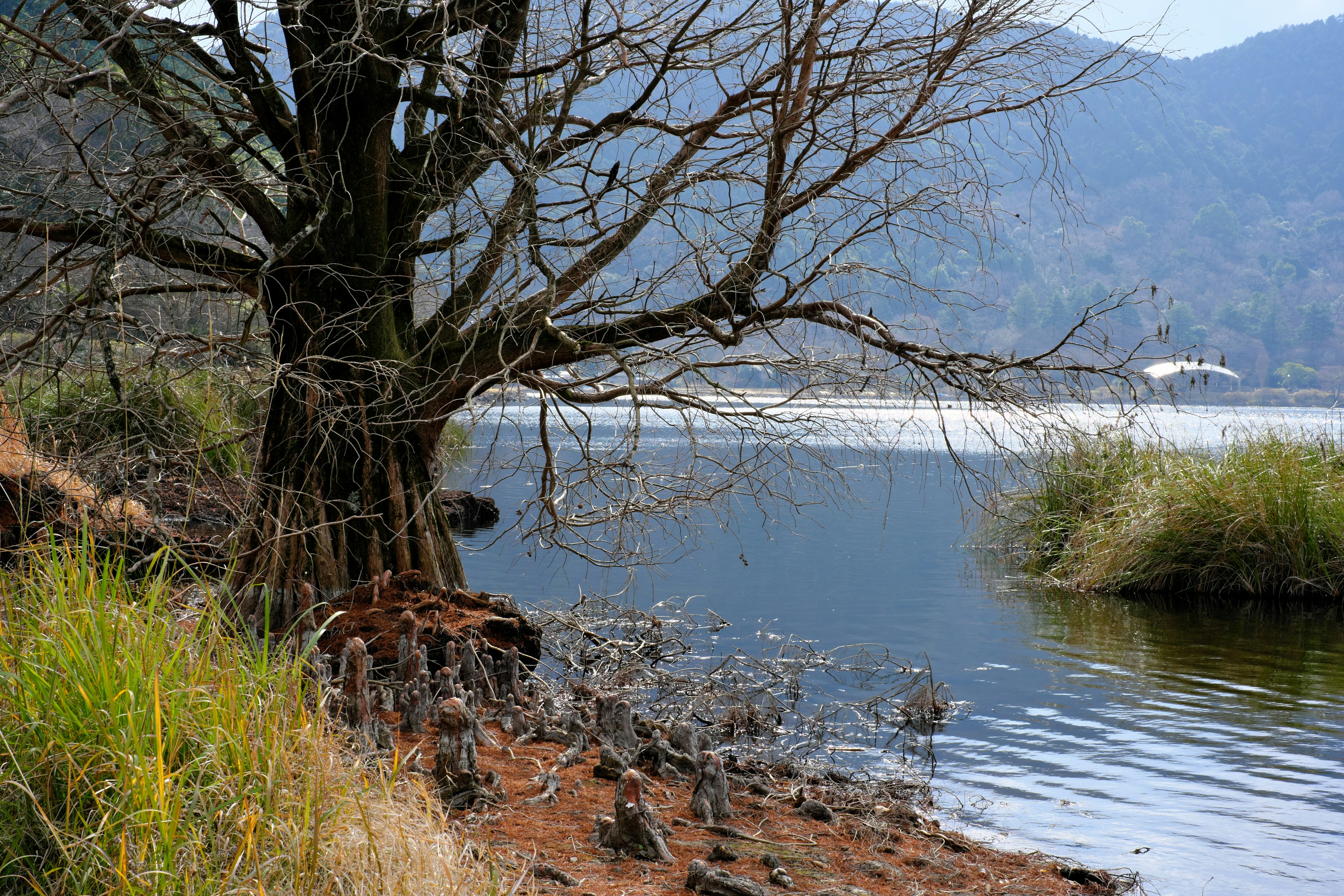 Un albero secco sulla riva del lago con acque calme