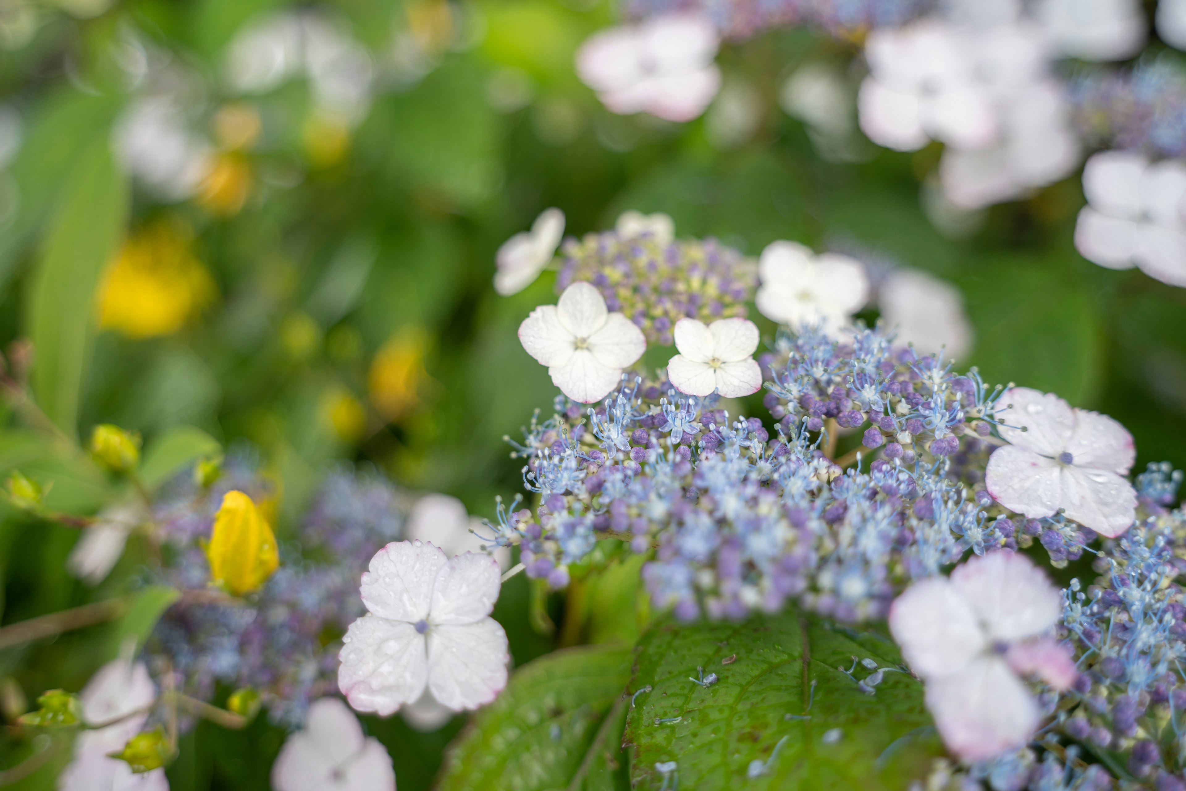 Close-up of flowers featuring blue and white blooms with vibrant green foliage