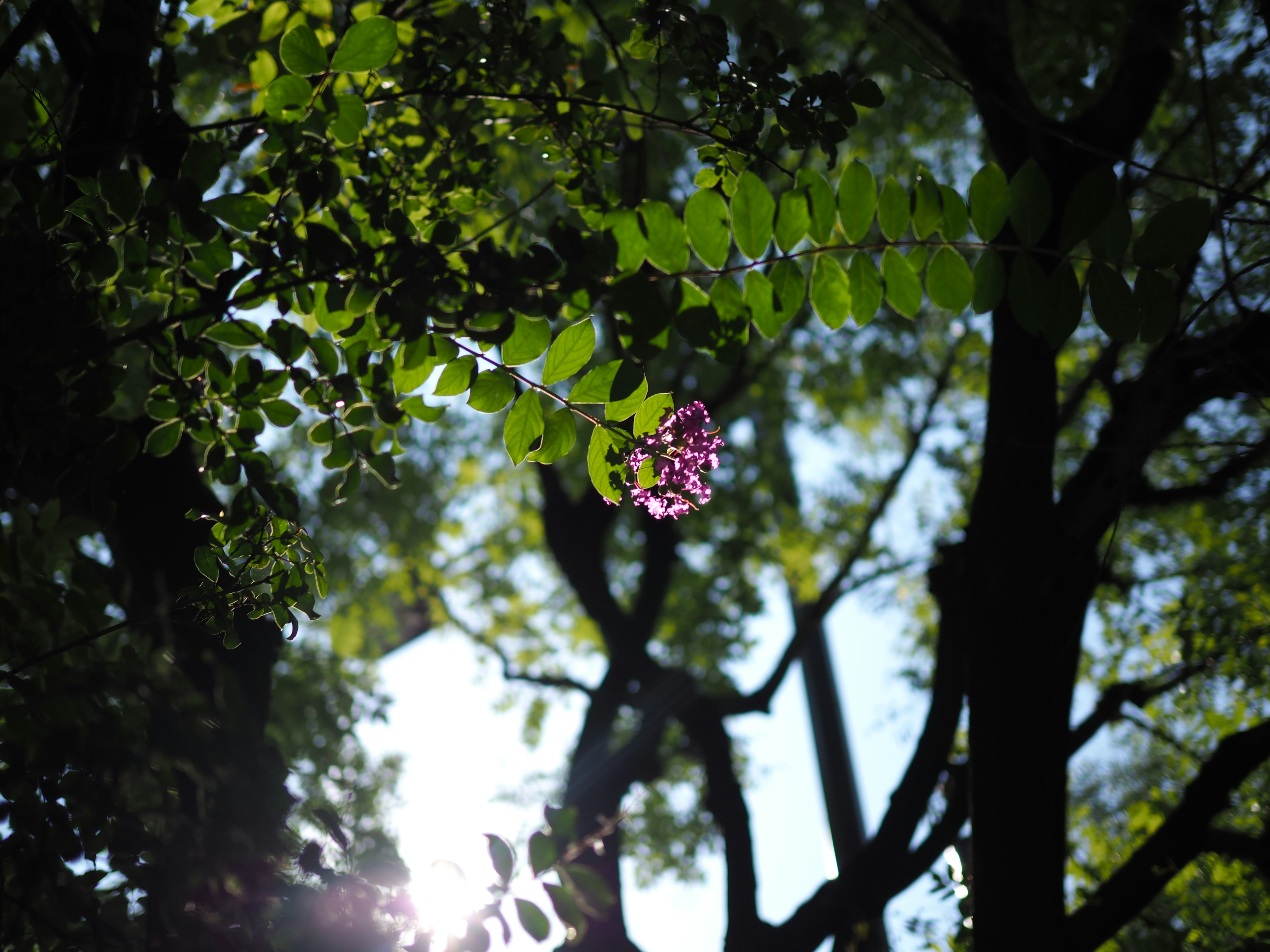 A delicate purple flower surrounded by green leaves in a sunlit forest