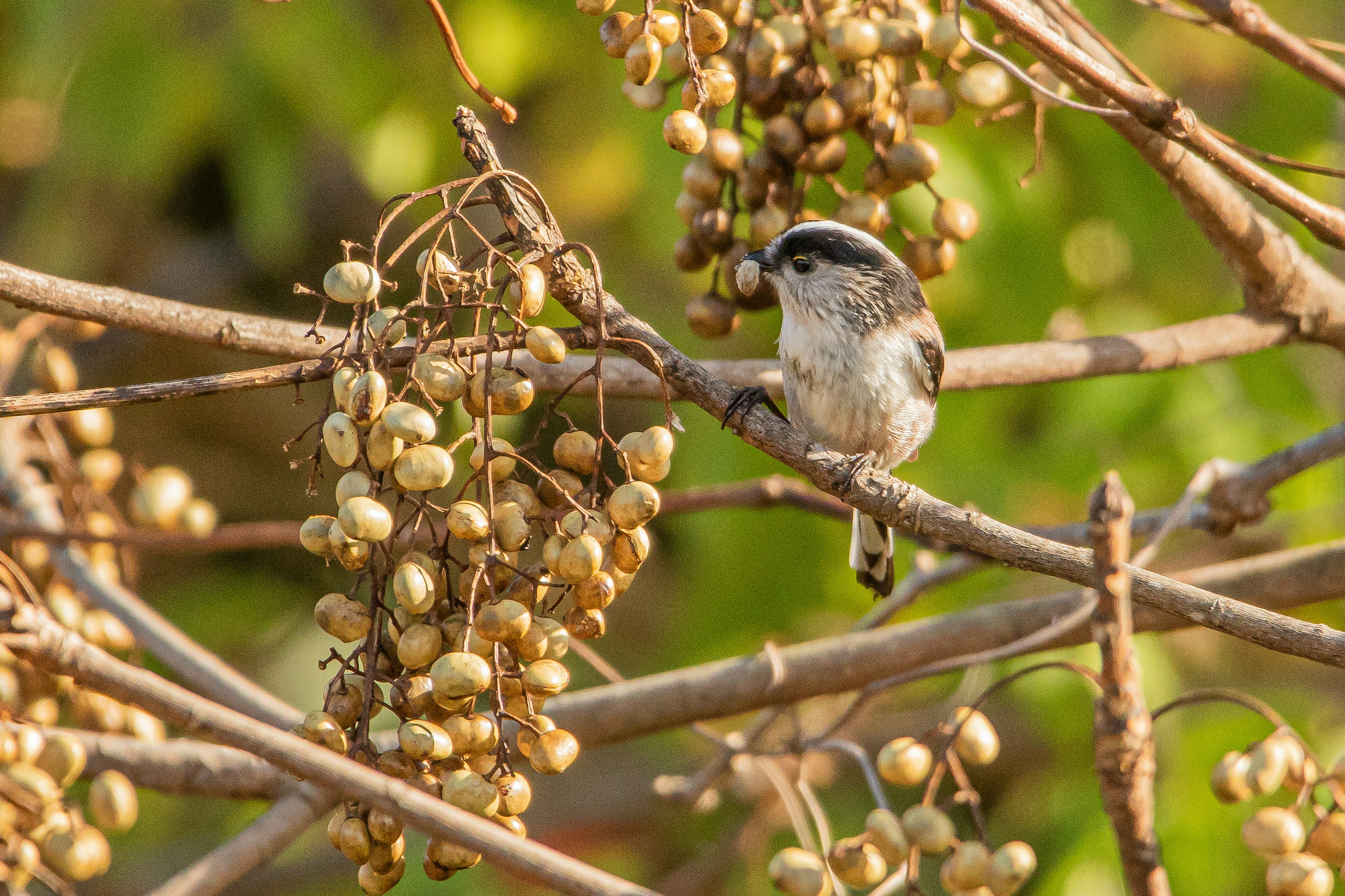 Ein kleiner Vogel sitzt auf einem Zweig mit gelben Beeren vor grünem Hintergrund