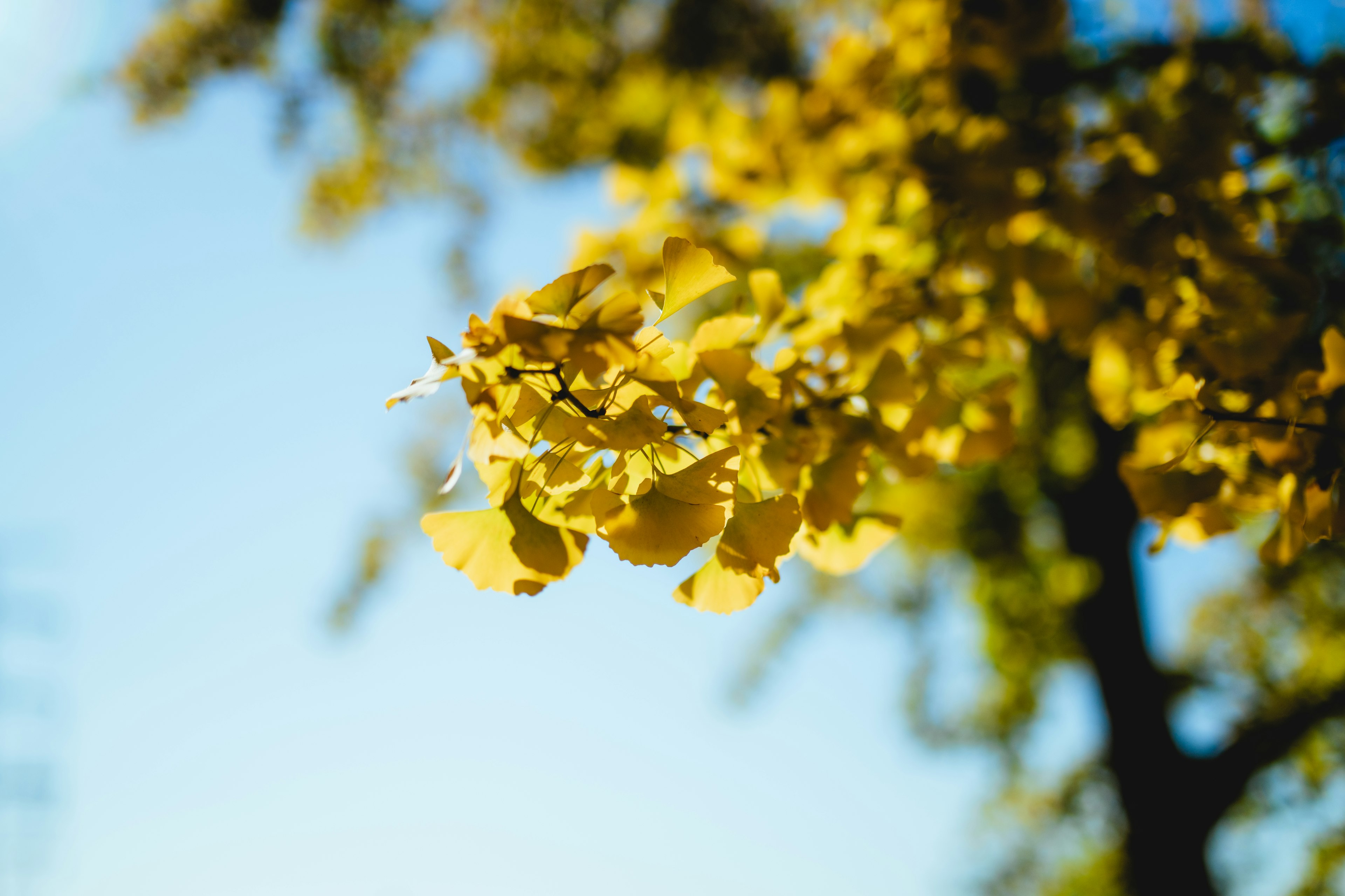 Gros plan de feuilles jaunes brillantes sous un ciel bleu